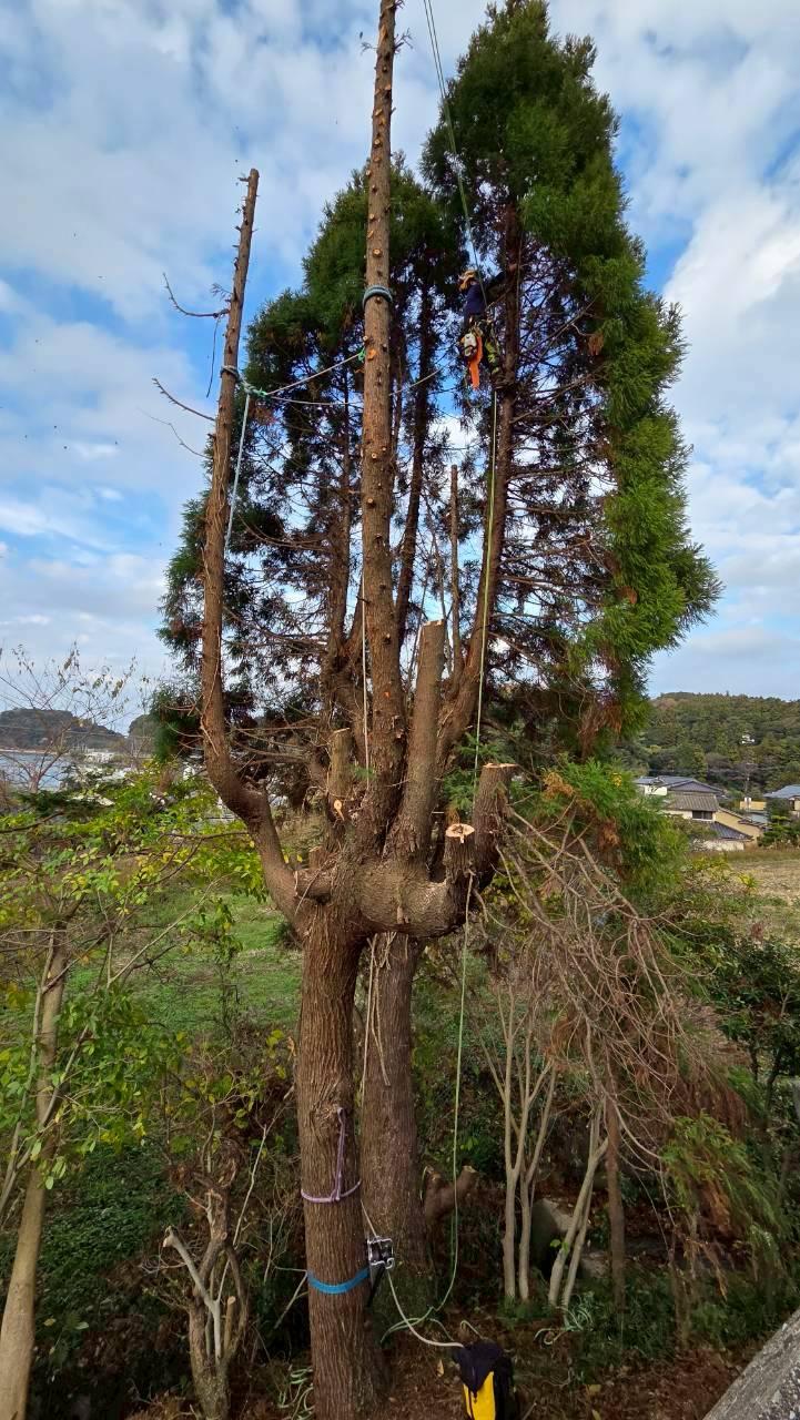 糸島　福岡　林業　伐採　大木　樹木　請負