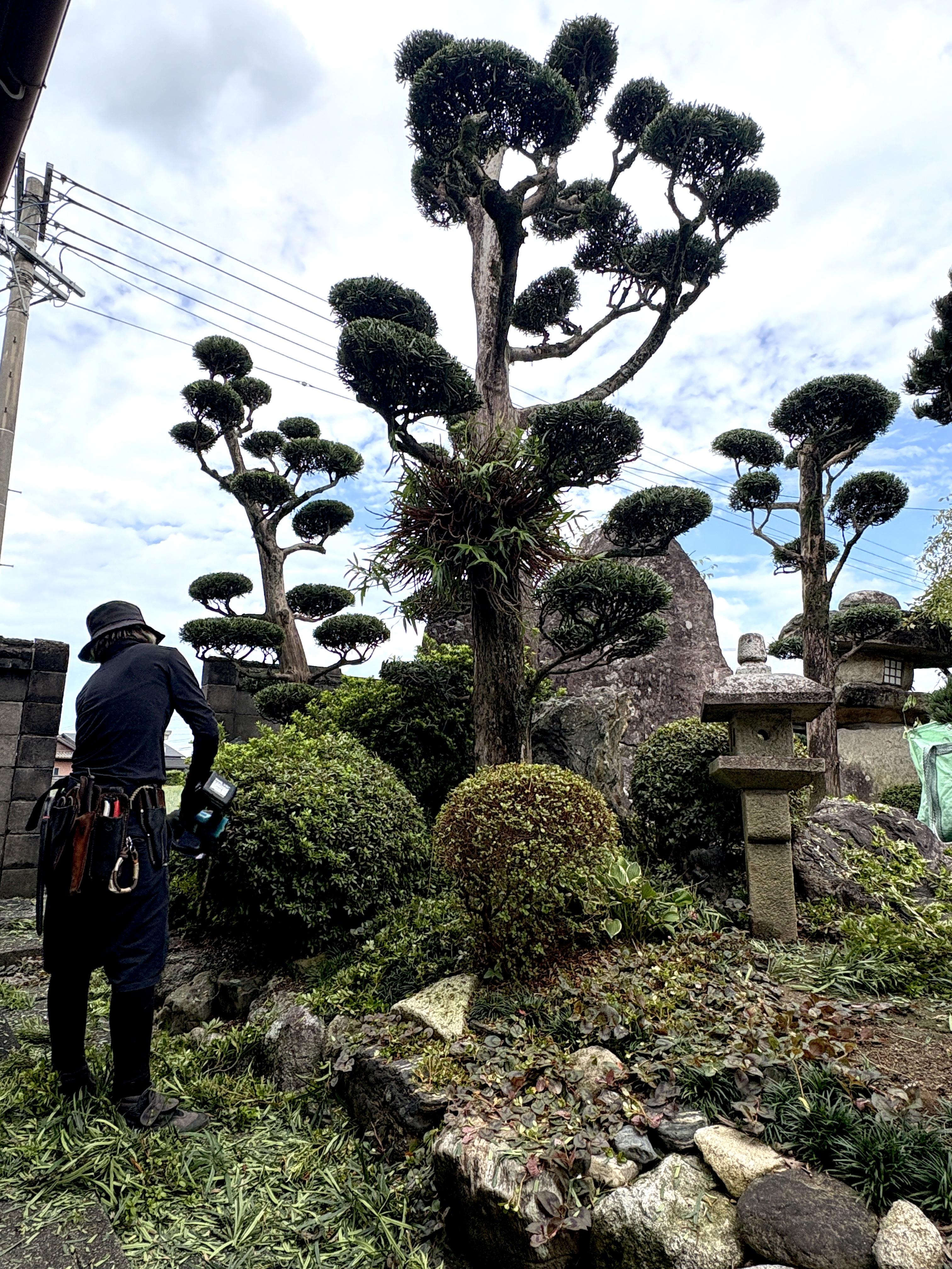 糸島　福岡　林業　伐採　大木　樹木　請負