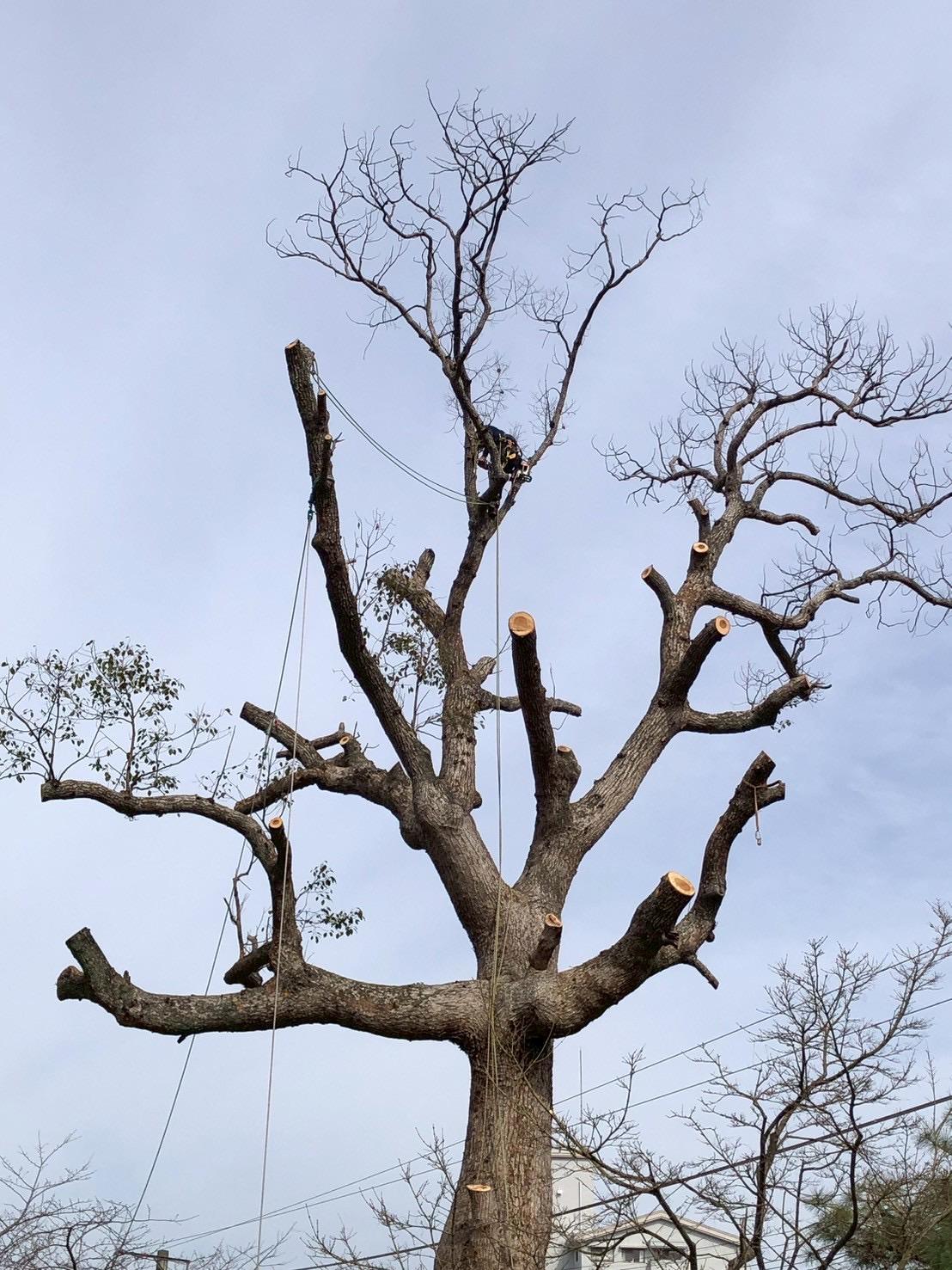 糸島　福岡　林業　伐採　大木　樹木　請負
