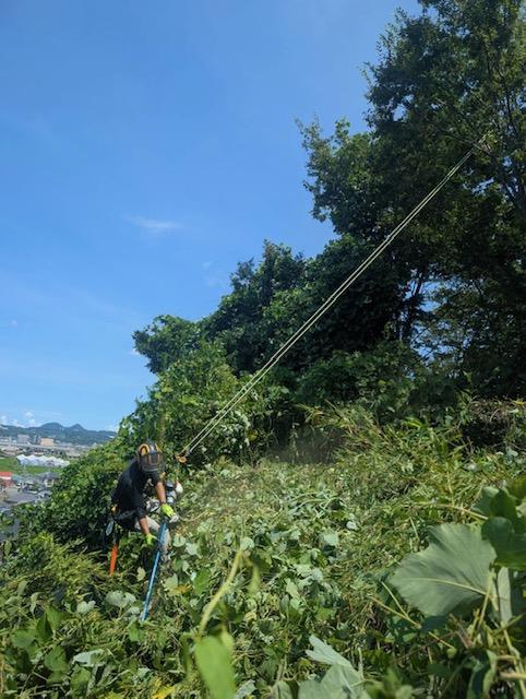 糸島　福岡　林業　伐採　大木　樹木　請負