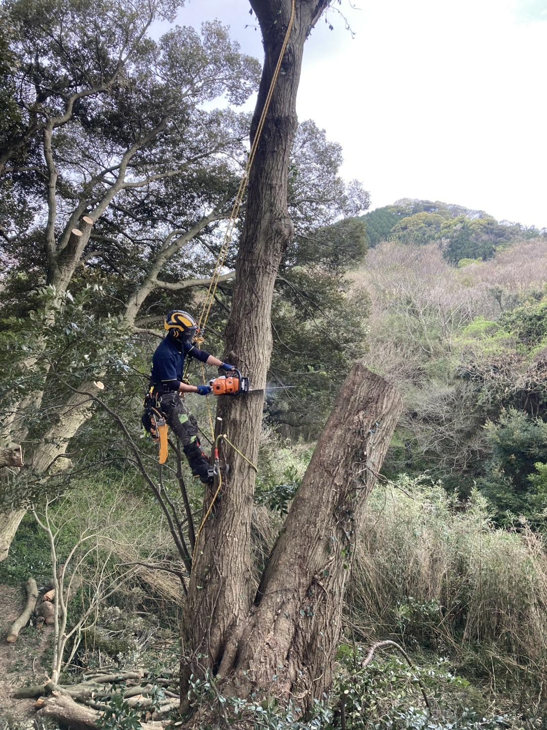 糸島　福岡　林業　伐採　大木　樹木　請負