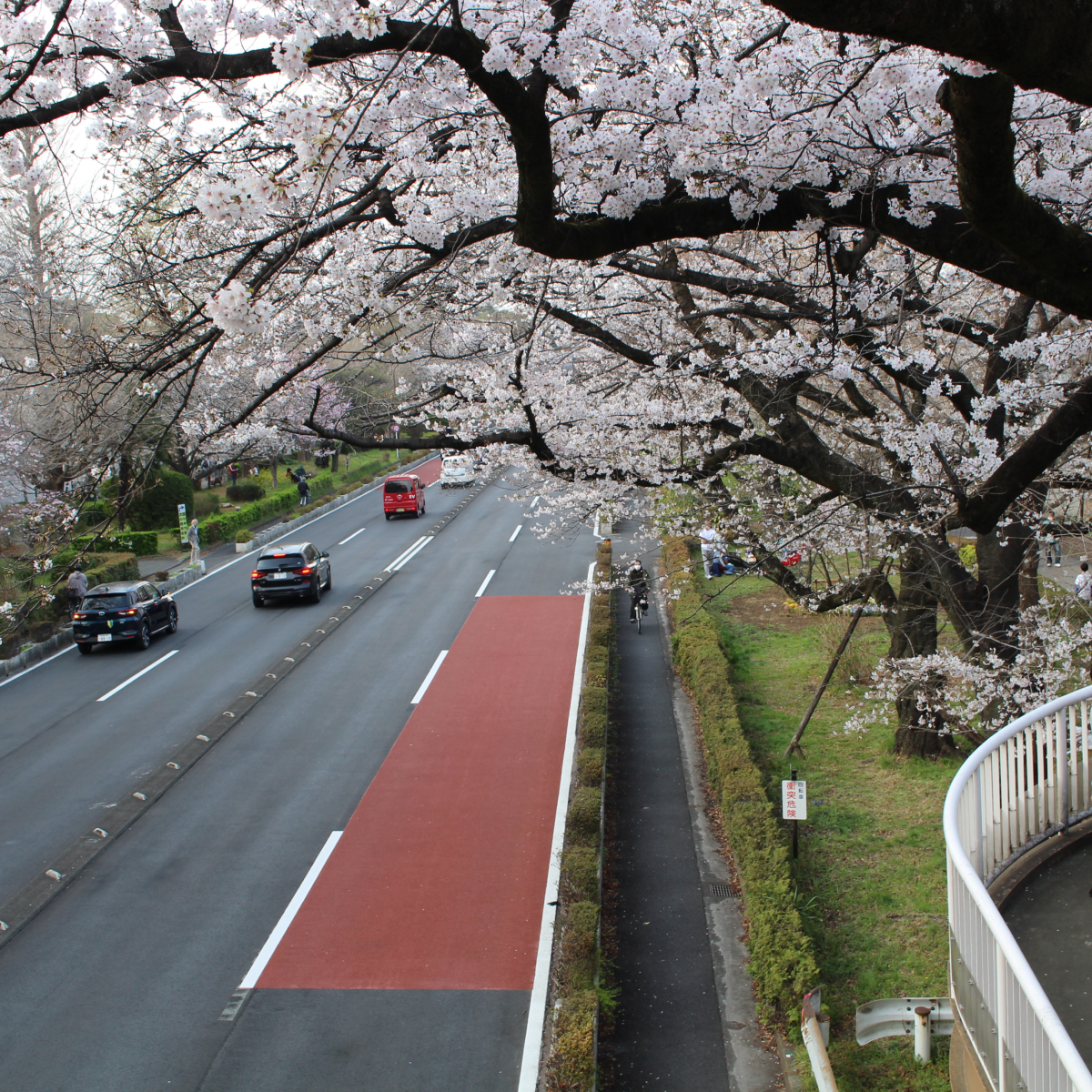 Daigaku-dori Avenue, a tree-lined boulevard in Kunitachi, a peaceful university town in western Tokyo