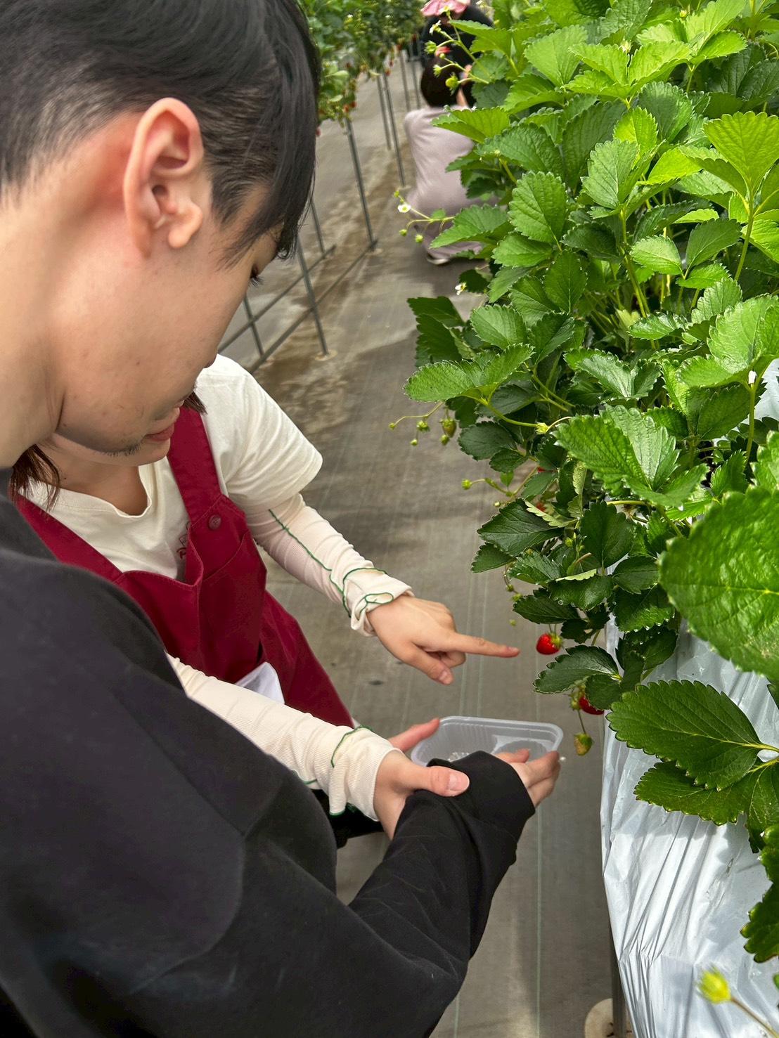 生活介護　いちご狩りの様子　身体障害　知的障害　介護