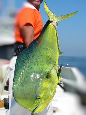 シイラの生ハム 1