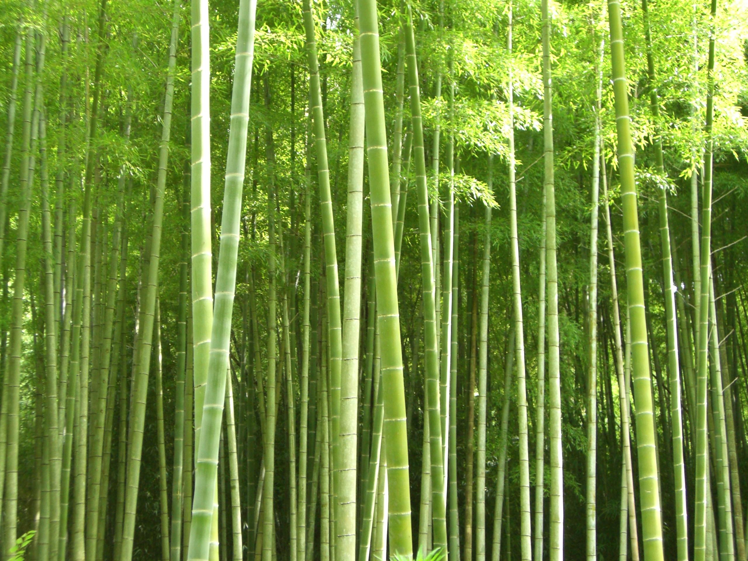 すみ茶 SUMICYA 鎌倉珪竹炭