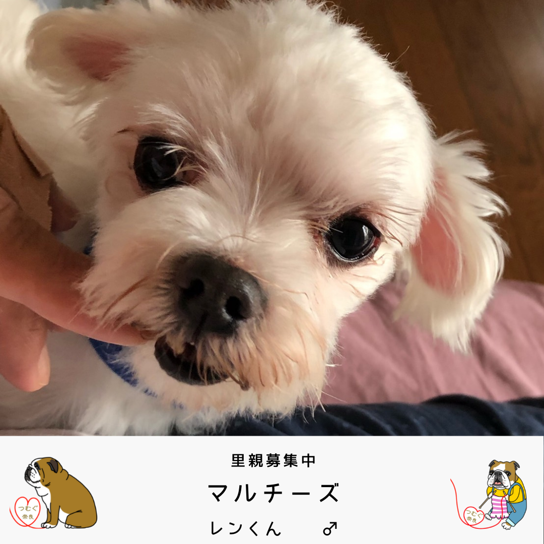 保護犬と新しい家族を紡ぐボランティア団体》つむぐ奈良