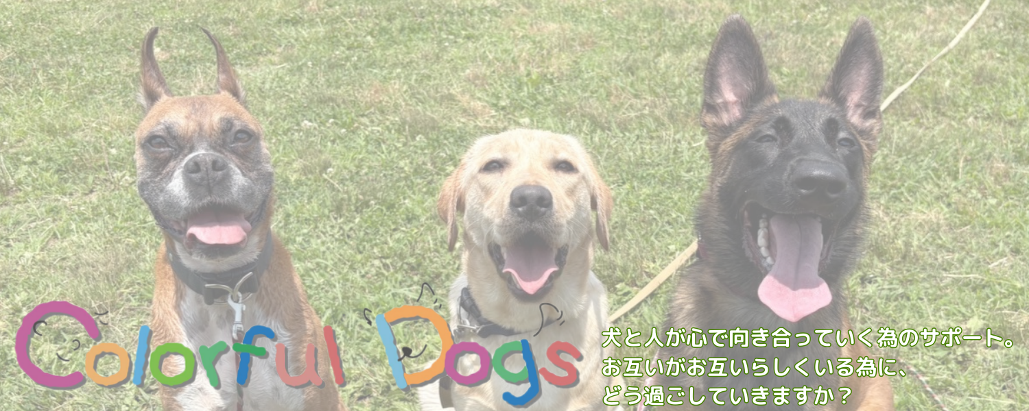 ColofulDogs ドッグトレーニング