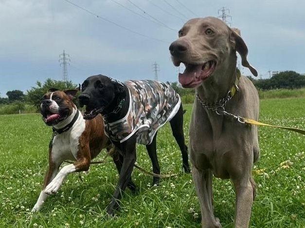犬同士のコミュニケーション