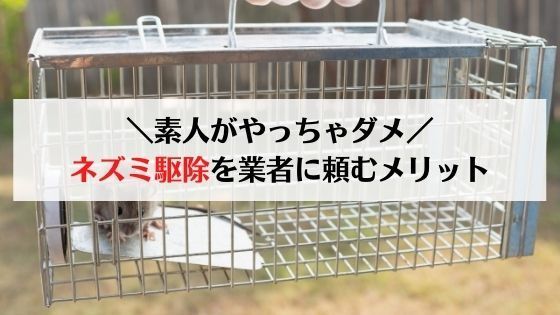 21年版 ネズミ駆除業者の費用相場と口コミおすすめランキング