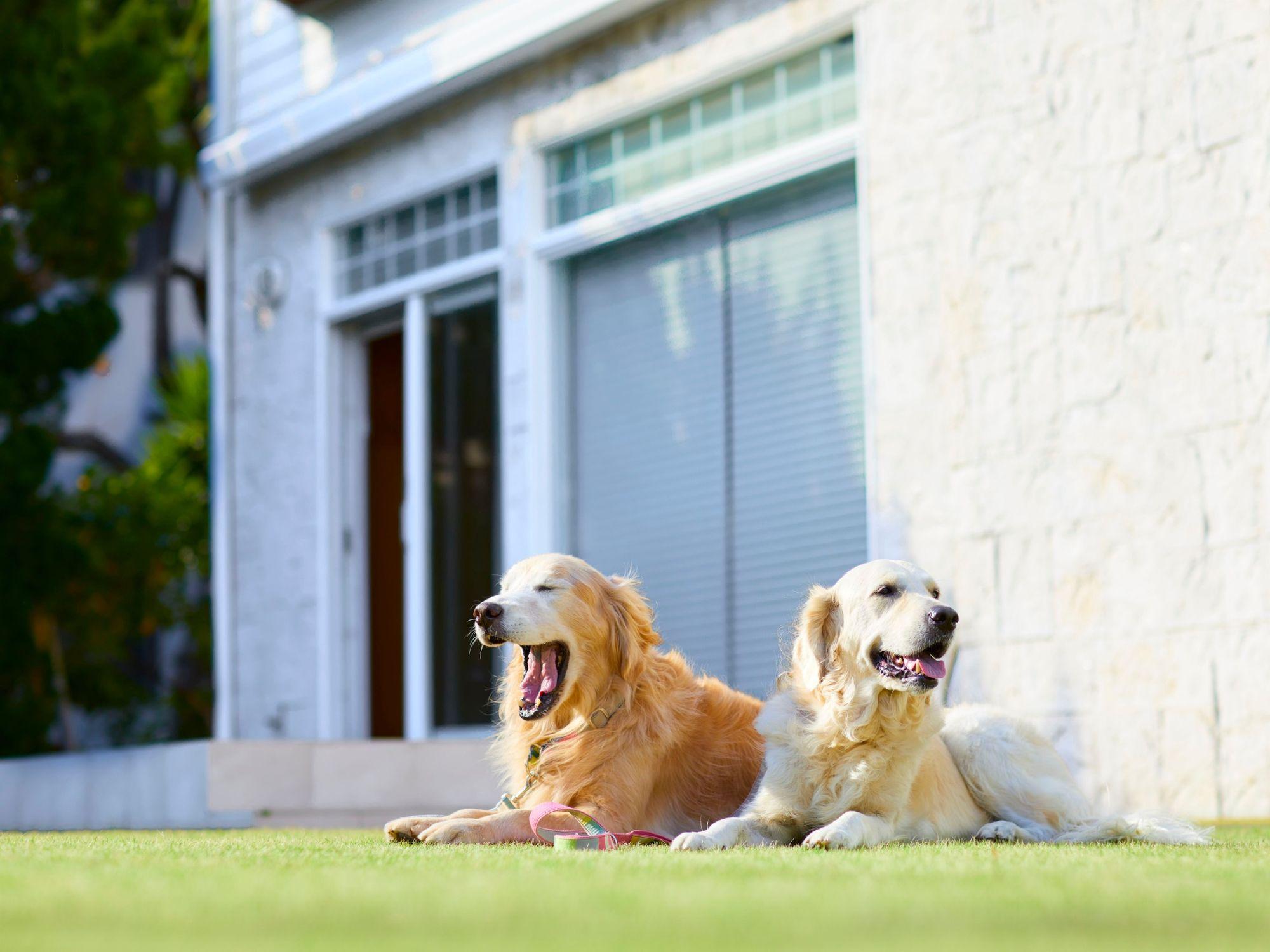 ドッグアンカー、ドッグポール、係留アンカー、係留　大型犬用