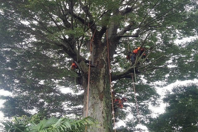 アーボリスト作業風景