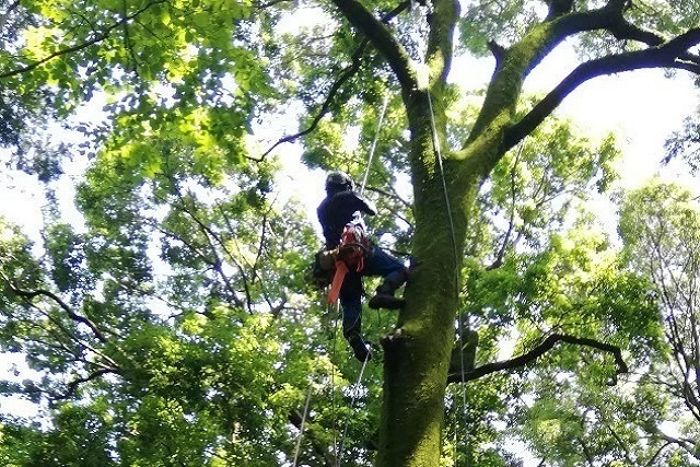 木の上で作業をする男性