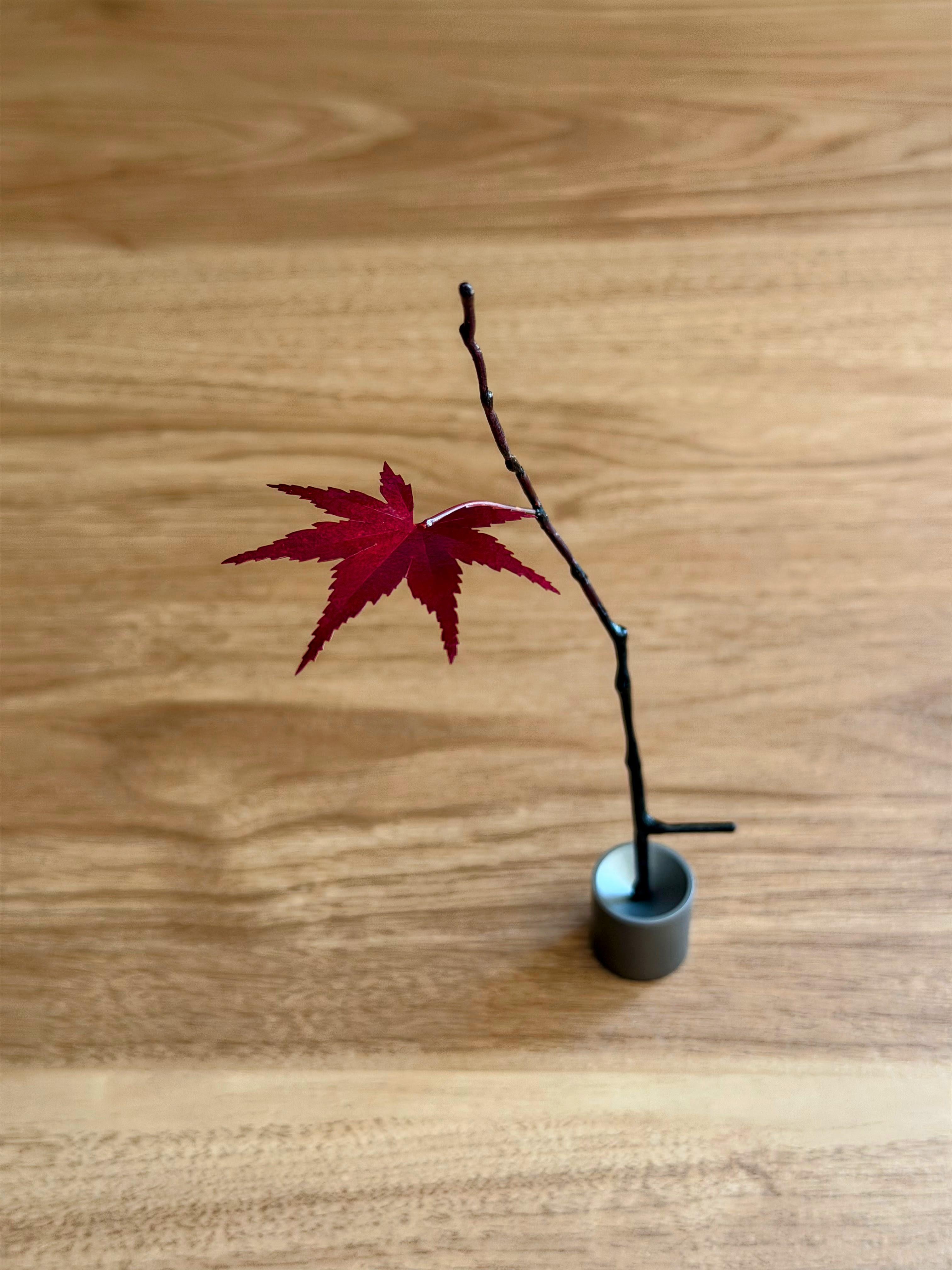 悠久紅葉(single leaf)の商品画像