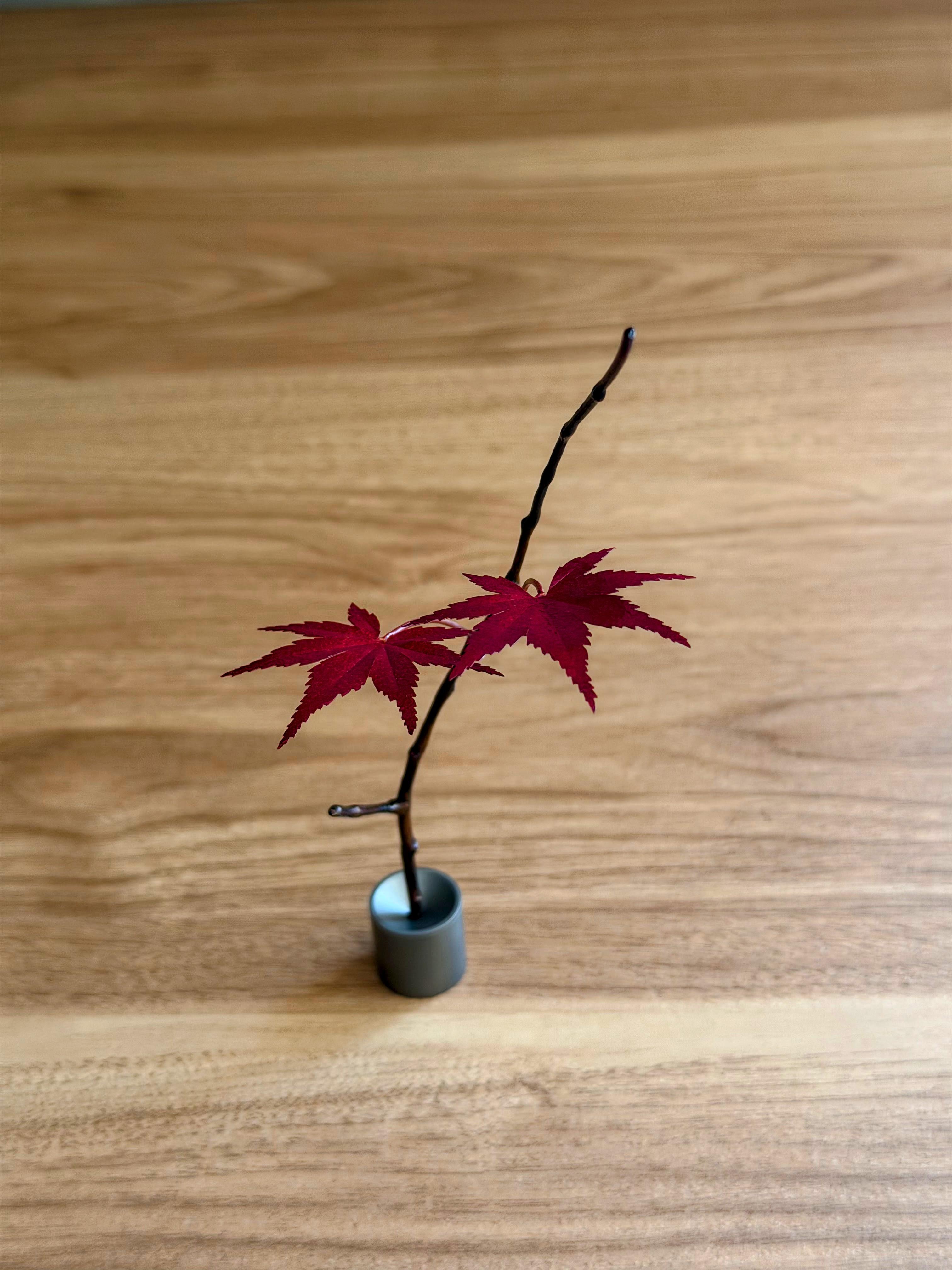 悠久紅葉(double leaf)の商品画像