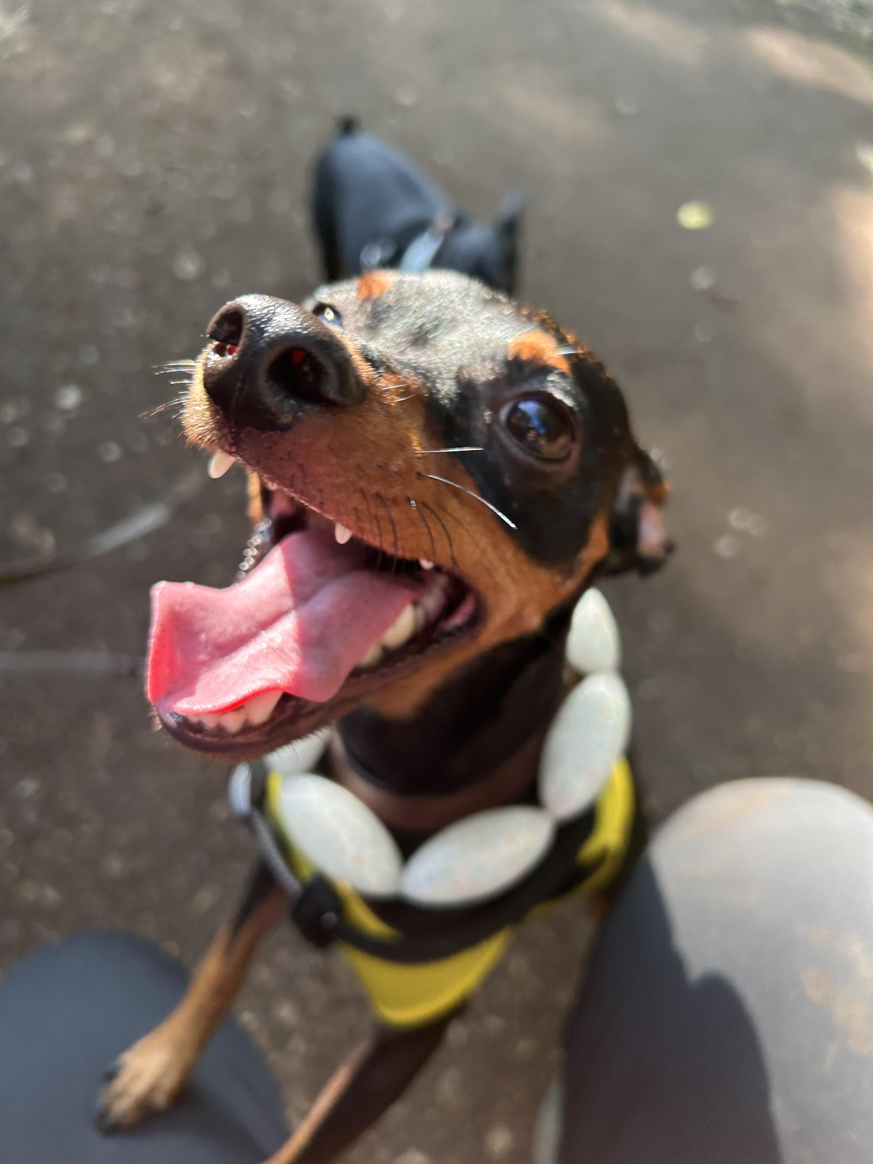 小平市　ペットホテル　お散歩中の犬