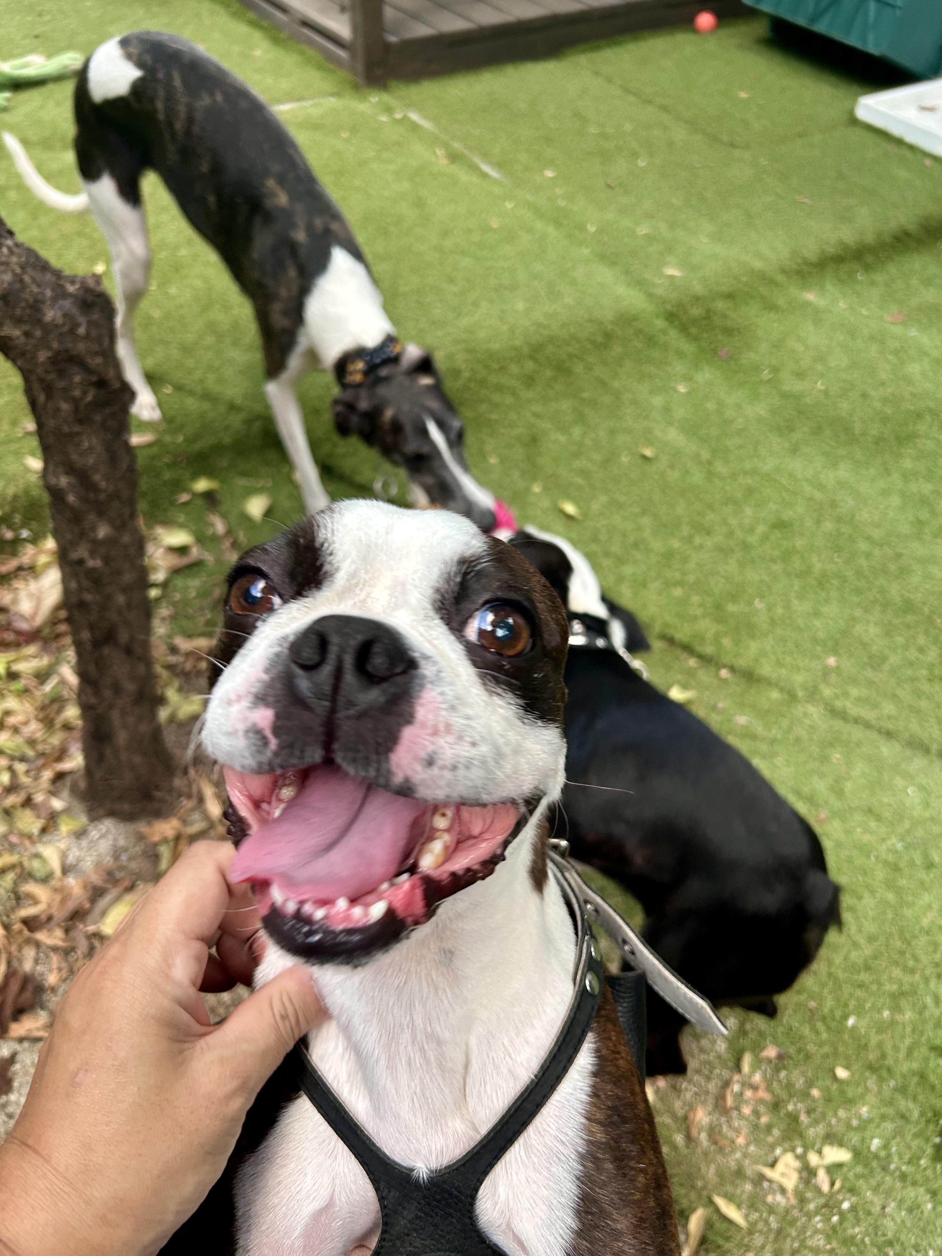 小平市　ペットホテル　笑う犬