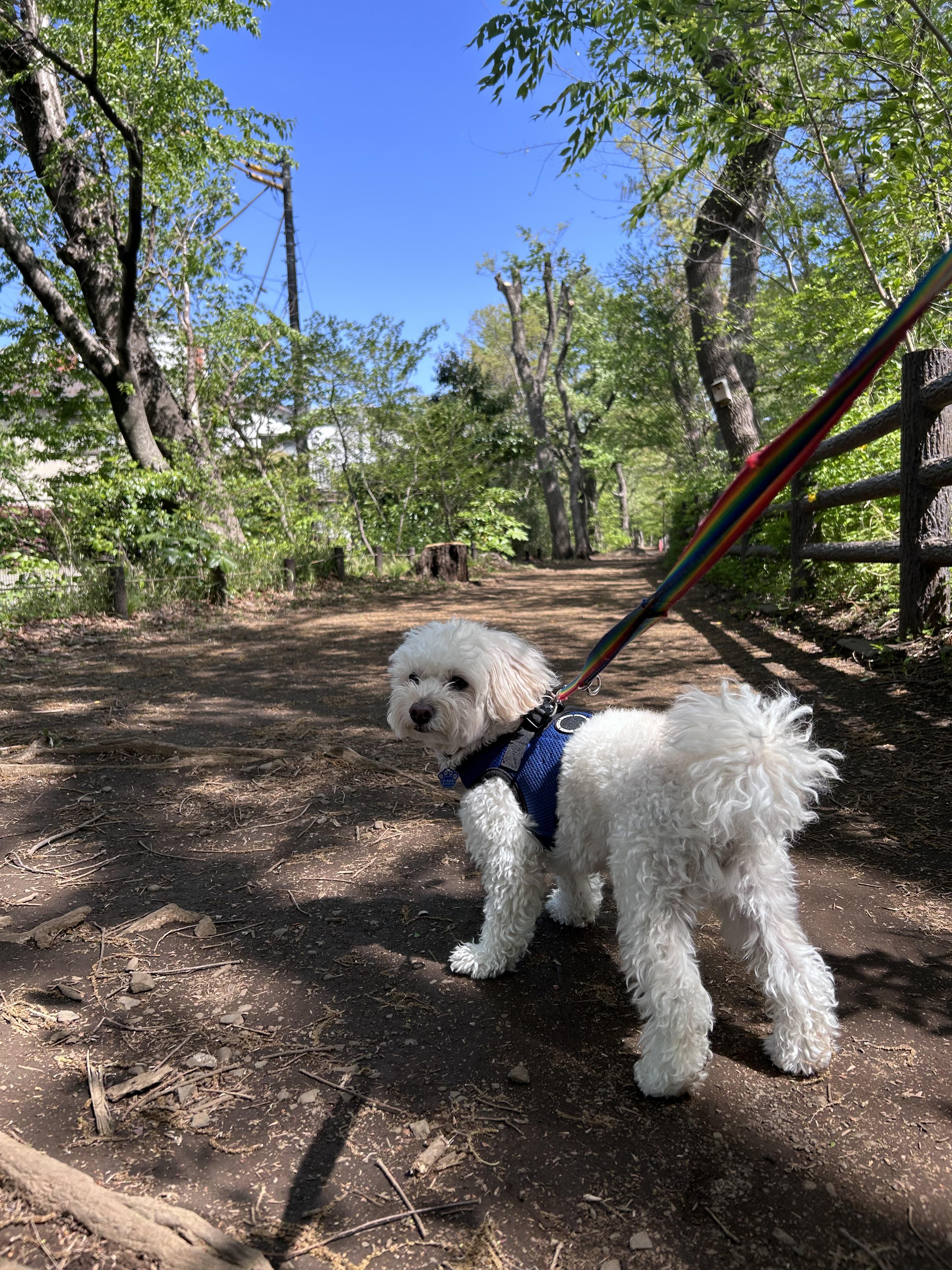 小平市　ペットホテル　お散歩　玉川上水