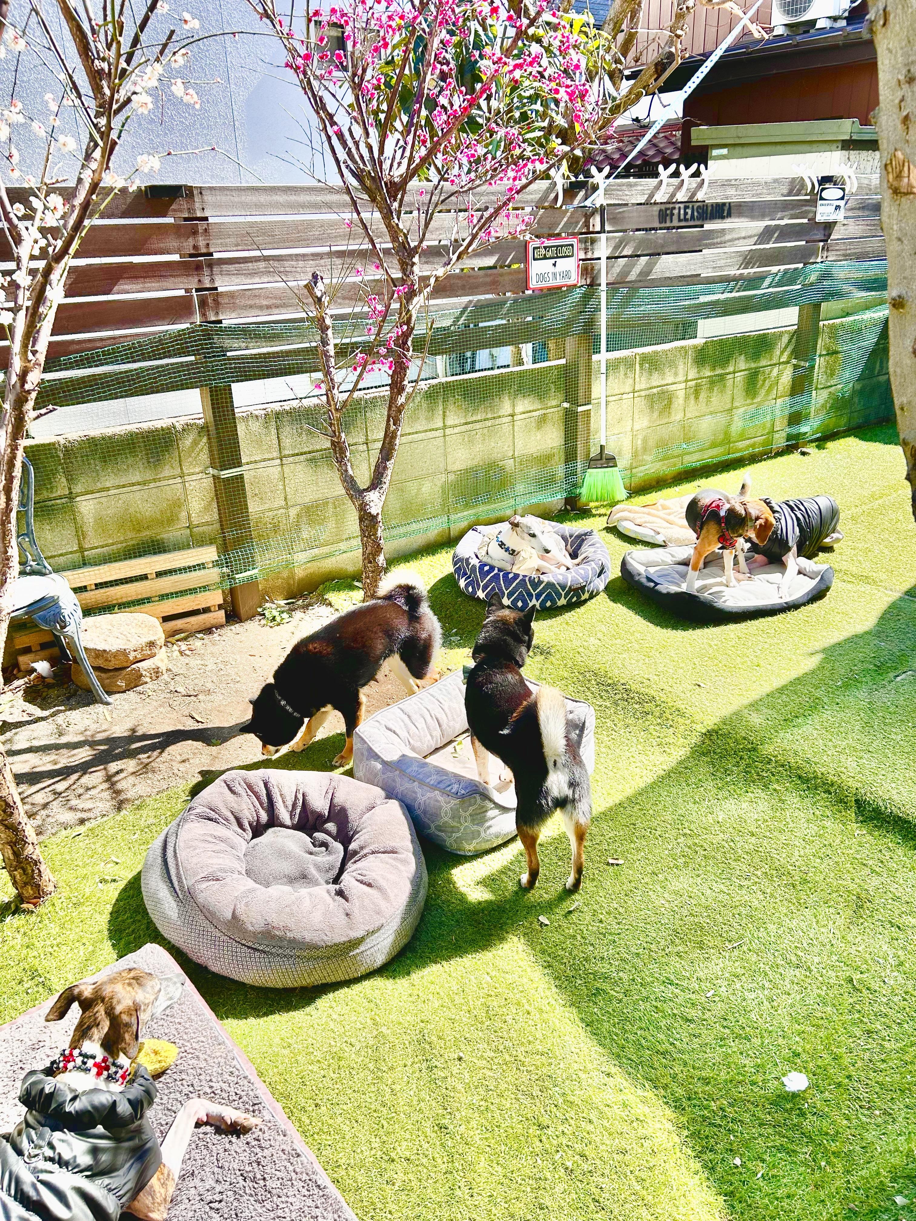 小平市　ペットホテル　くつろぐ犬達