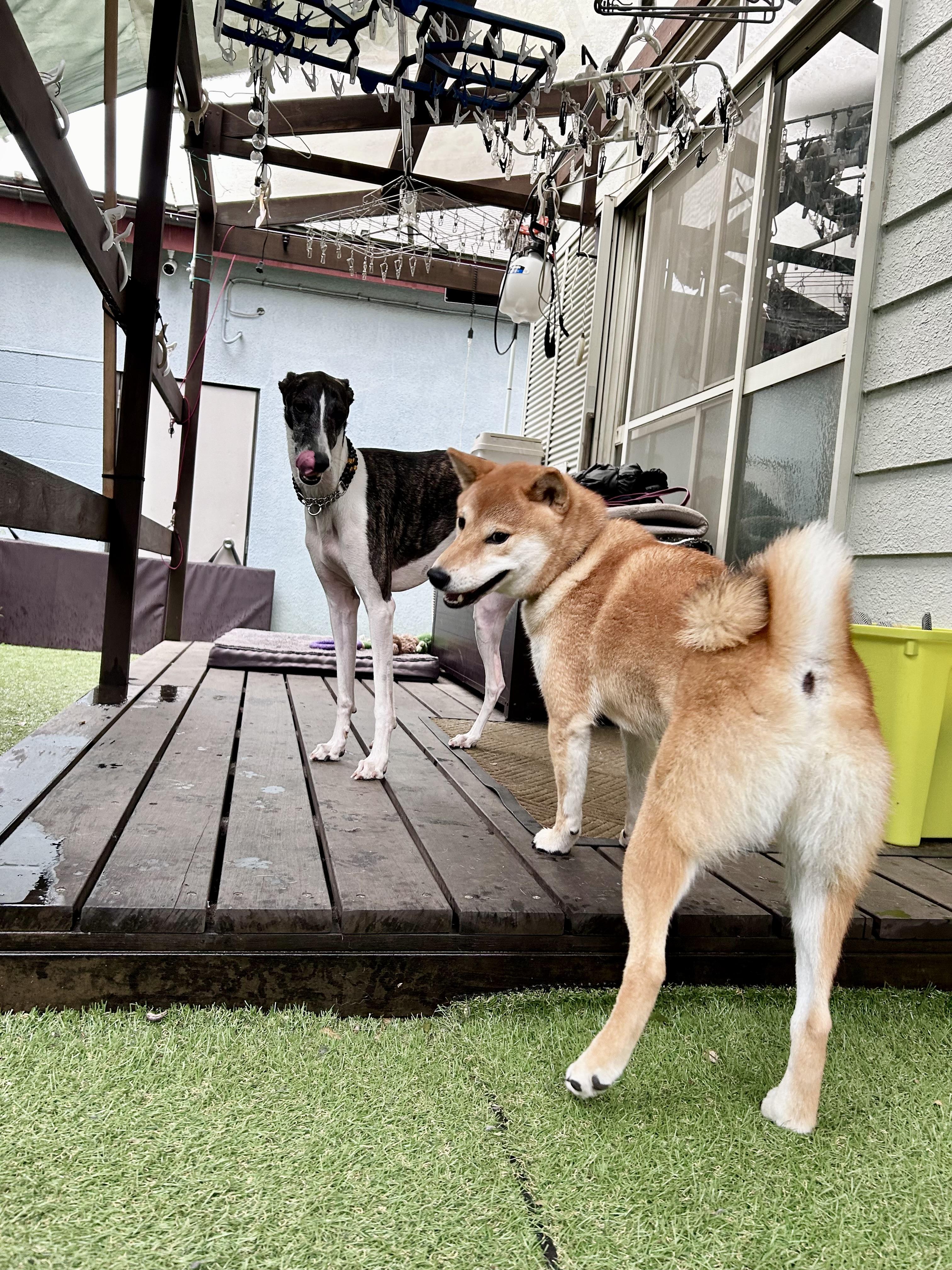 小平市　ペットホテル　柴犬