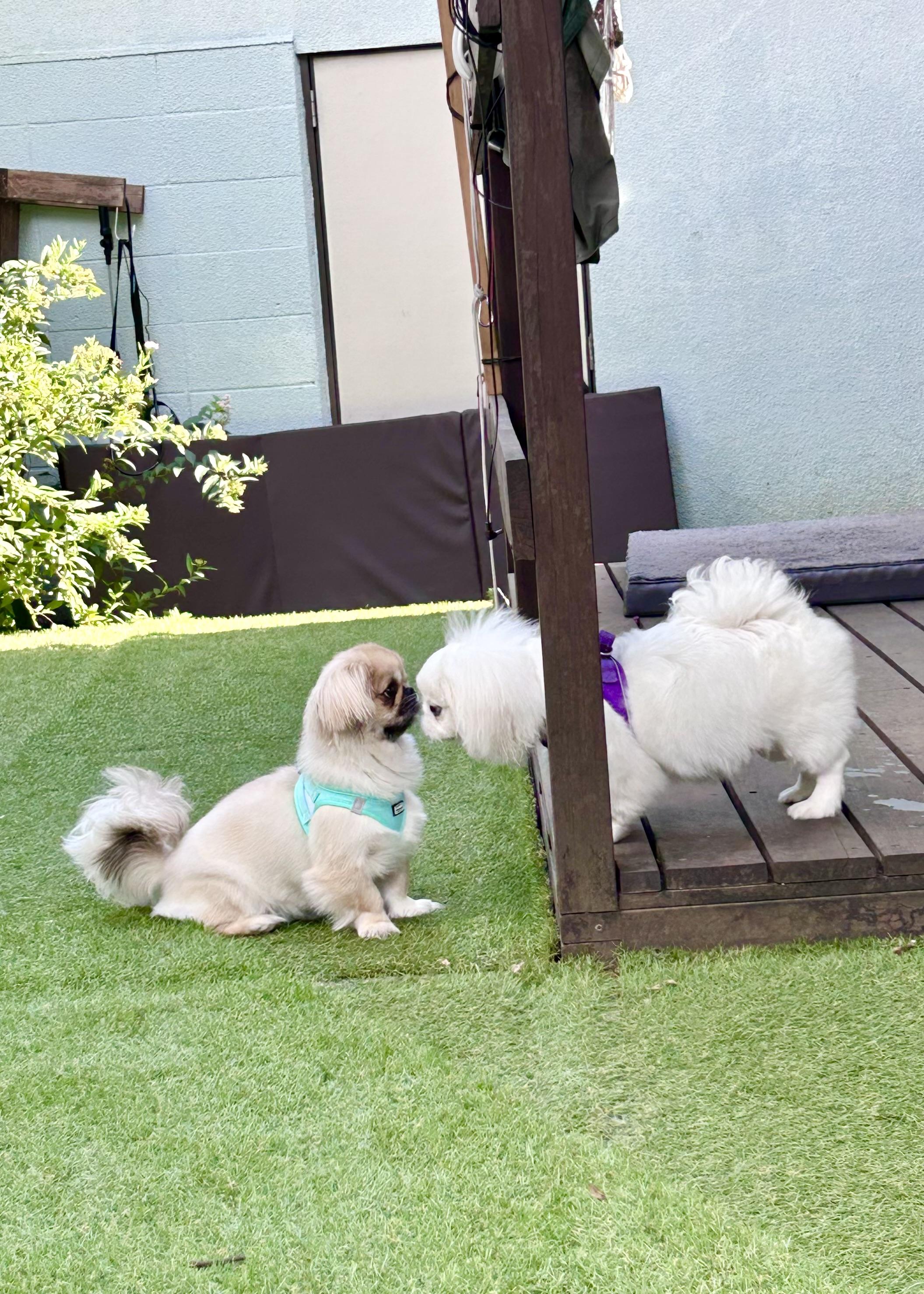 小平市　ペットホテル　2匹の可愛い犬