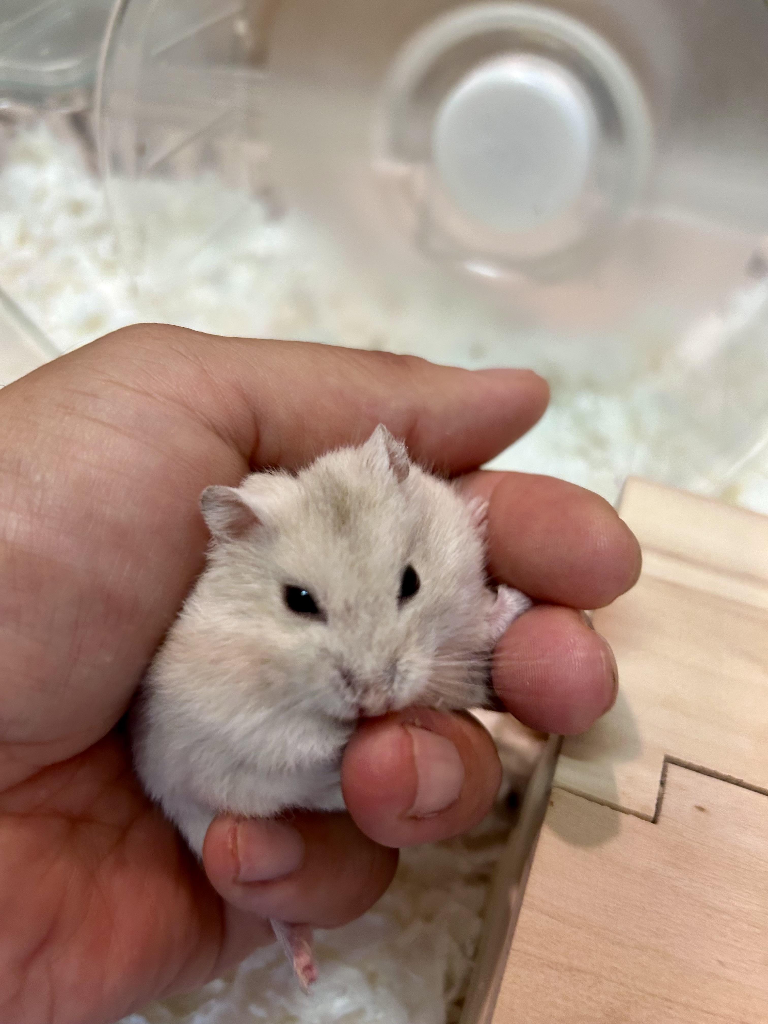 小平市　ペットホテル　モルモット