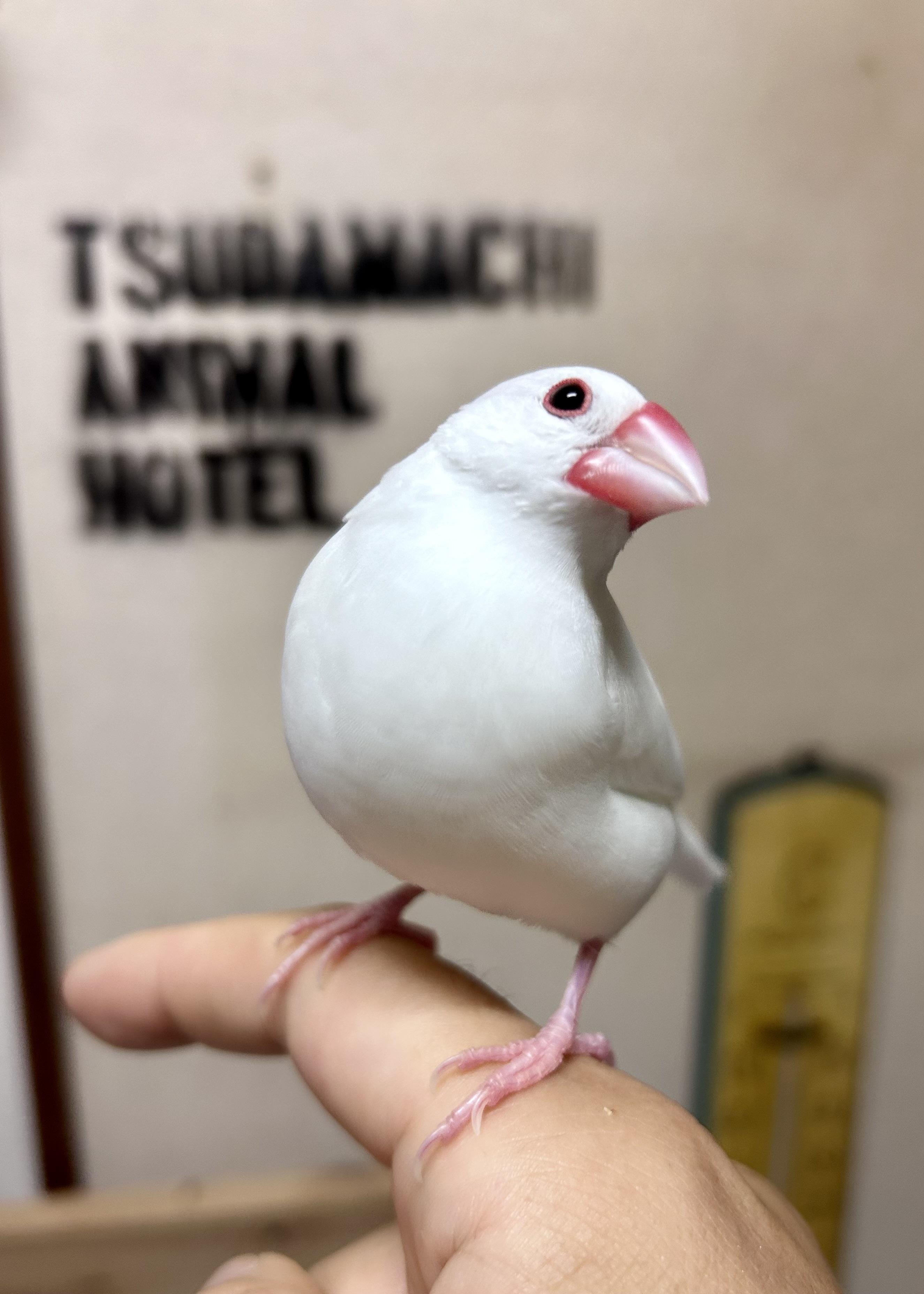 小平市　ペットホテル　白文鳥