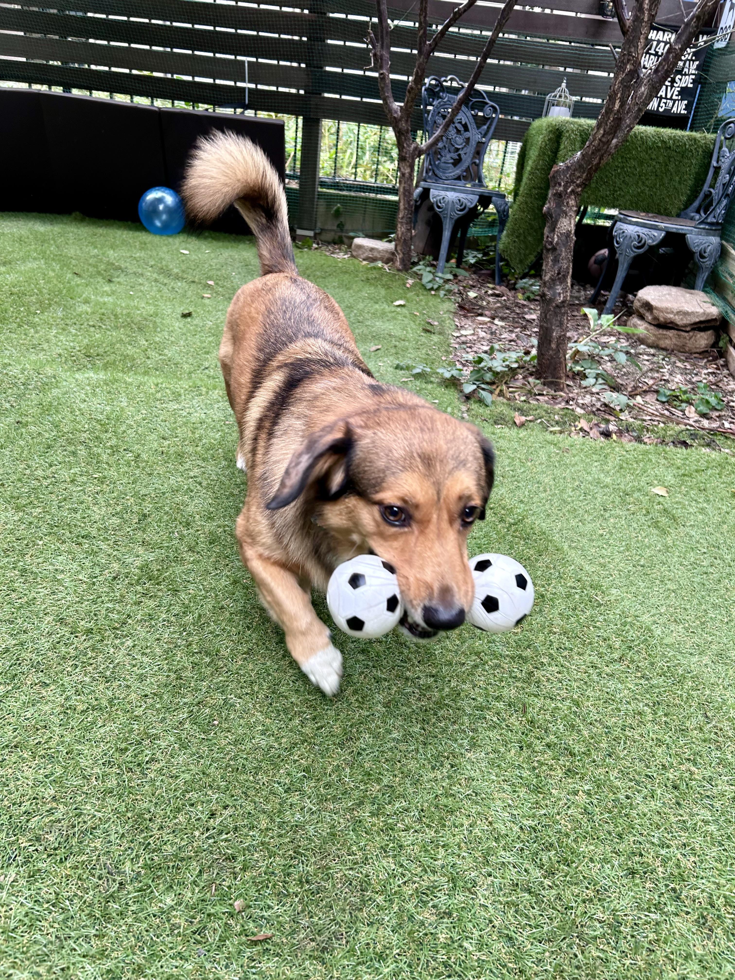 小平市　ペットホテル　おもちゃで遊ぶ犬