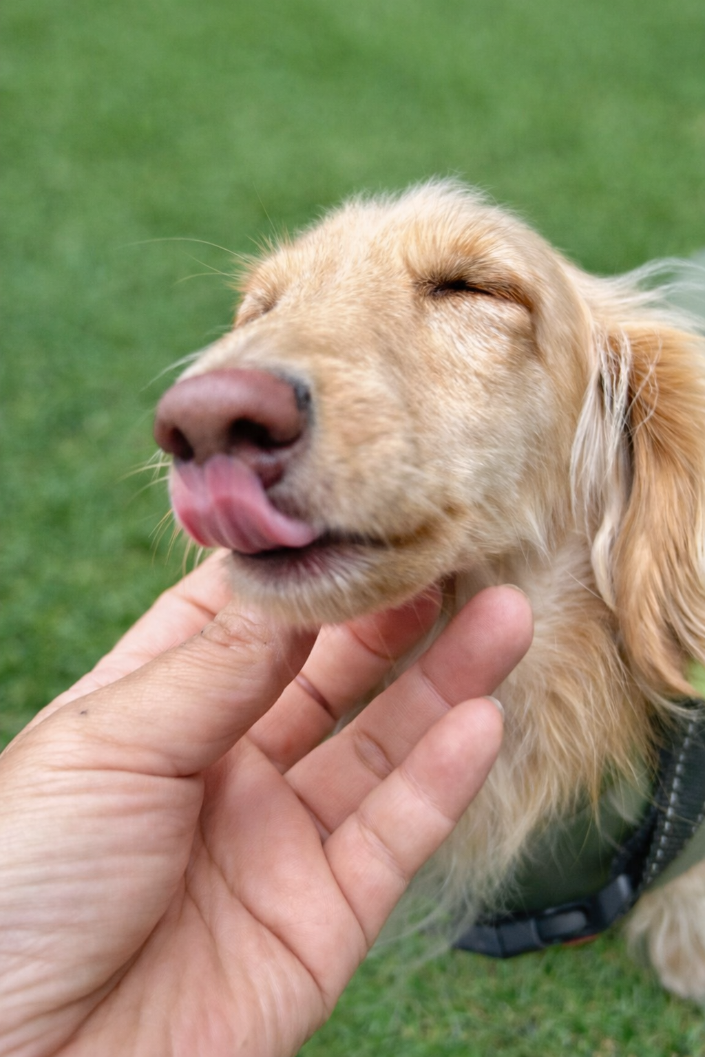 小平市　ペットホテル　くつろぐ可愛い犬