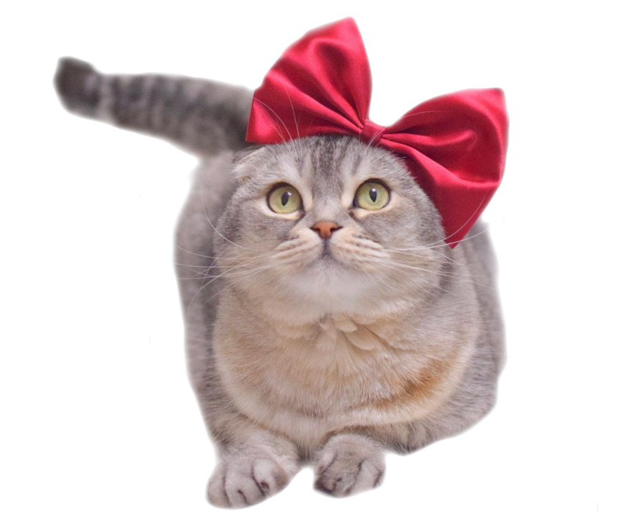 保護猫活動にゃーくる