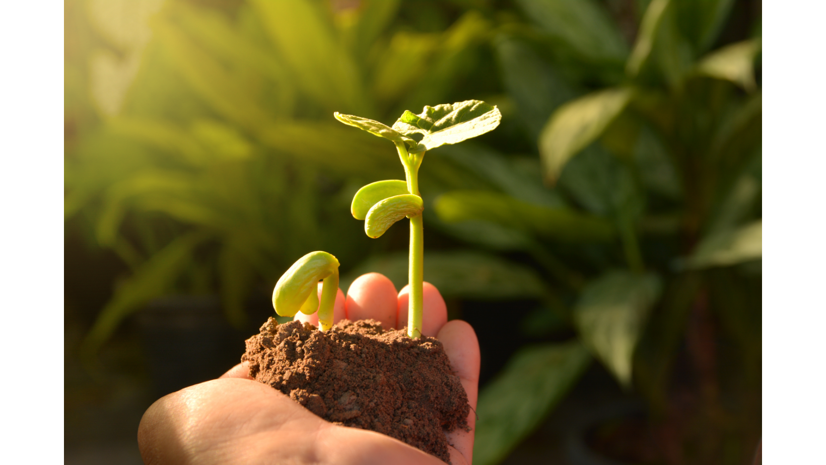 ミュージックソムリエ ベーシックご案内