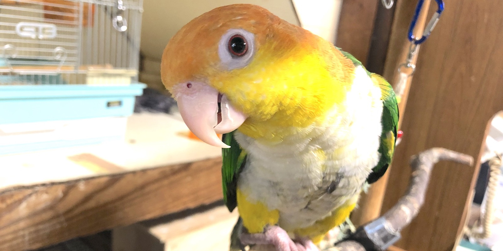 鈴木小鳥店 愛知県安城市 手乗りインコ 文鳥の販売 鈴木小鳥店 愛知県安城市 手乗りインコ 文鳥の販売