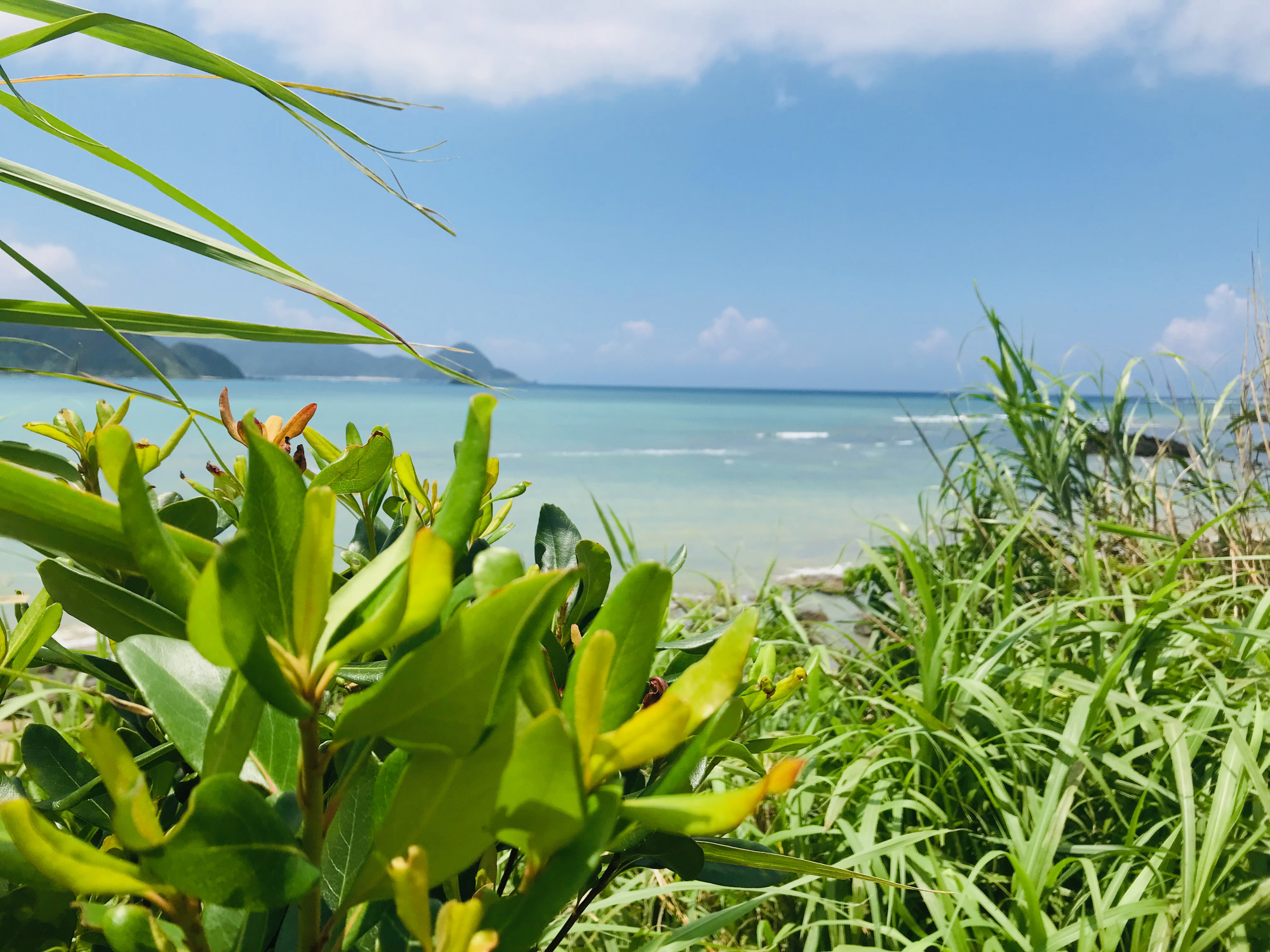 植物と海の島