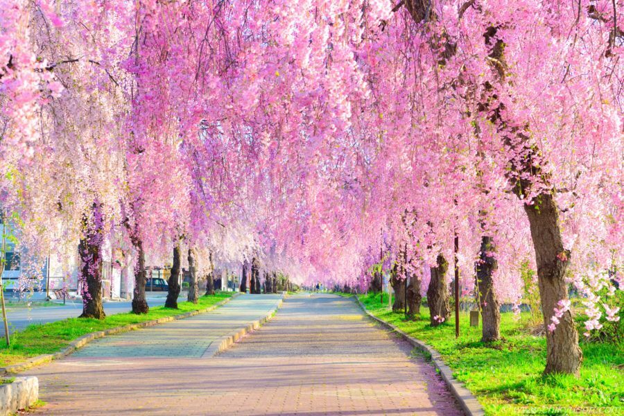 女川 せんねん桜 植樹について