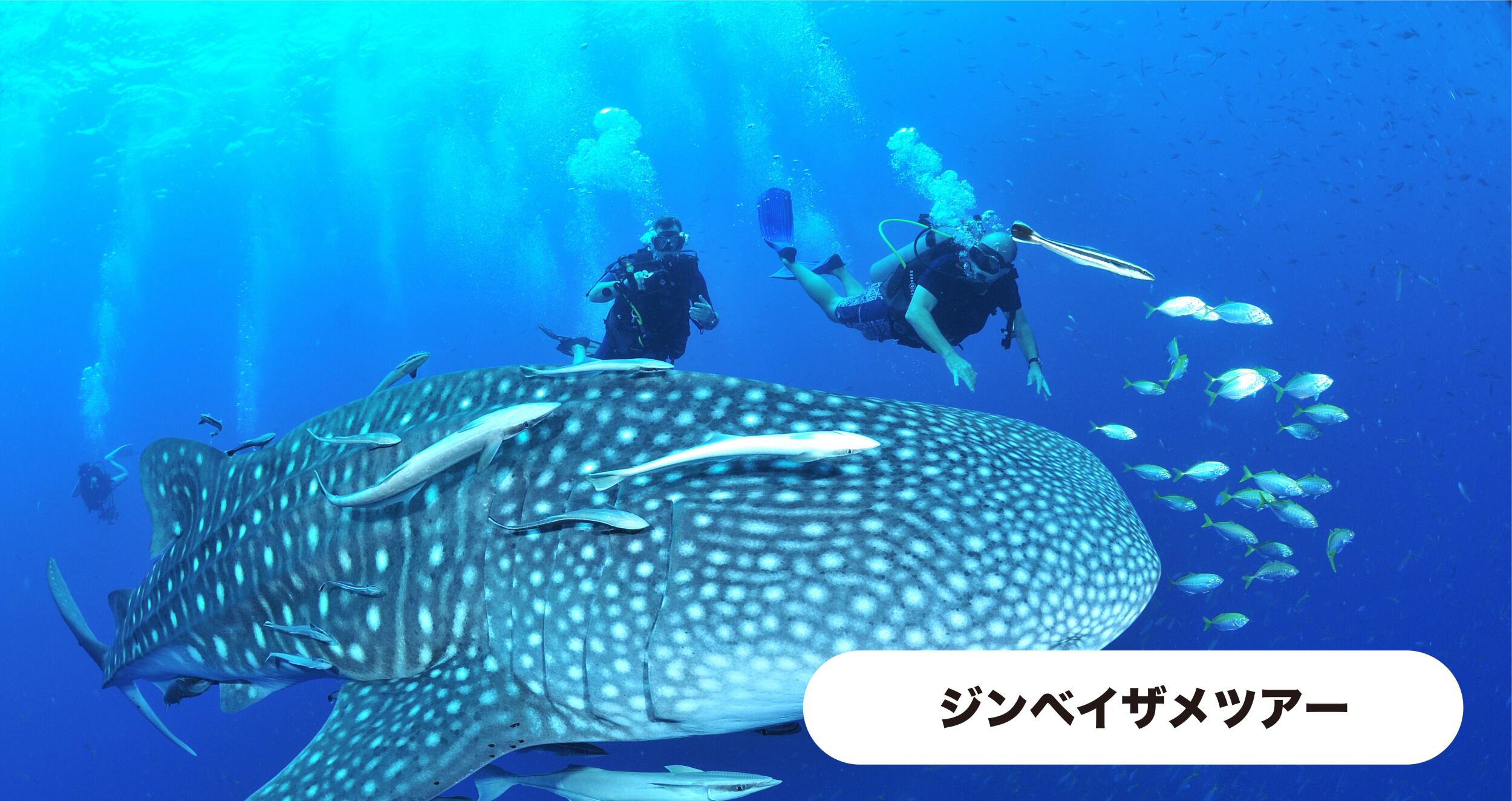 ジンベイザメツアー画像