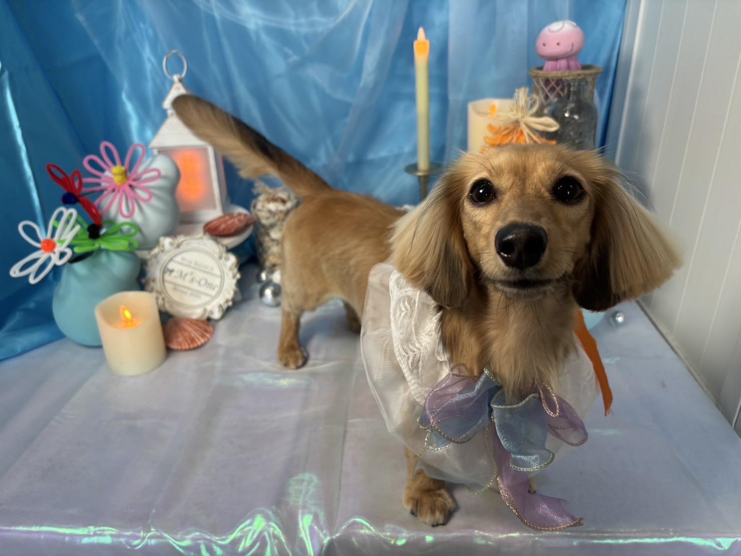 札幌　中央区　宮の森　トリミングサロン　ドッグサロンエムズワン　犬　ミニチュアダックス　ダックス　カット　トリミング　Dog Salon M's-0ne