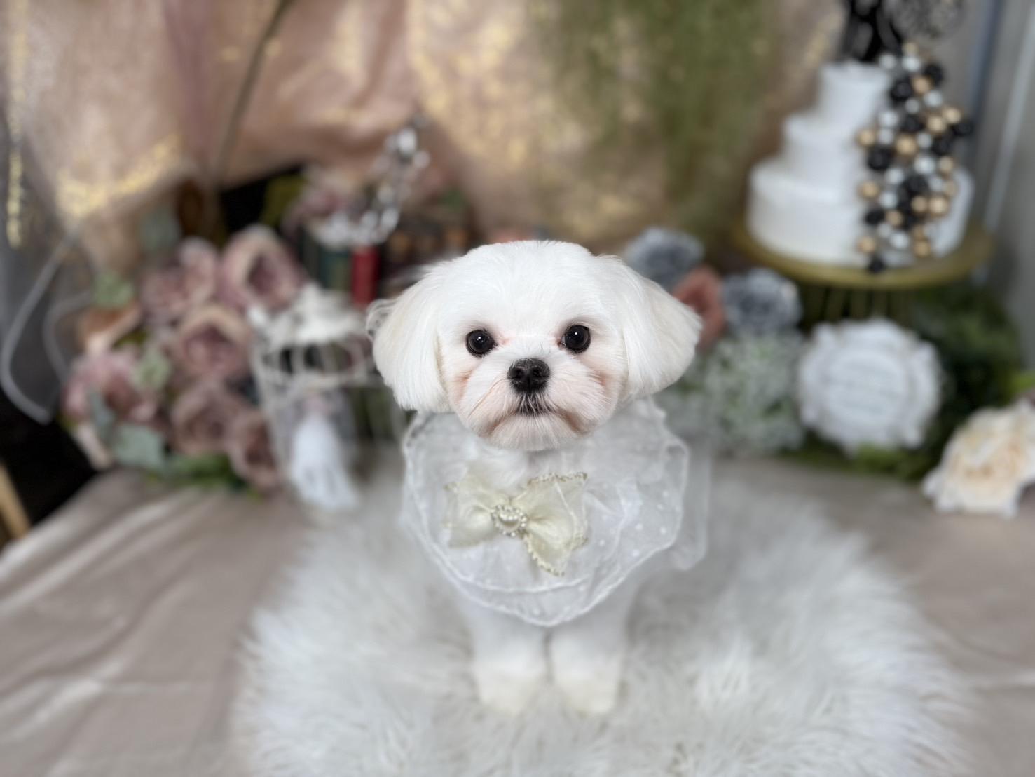 札幌　中央区　宮の森　トリミングサロン　ドッグサロンエムズワン　犬　マルチーズ　カット　トリミング　Dog Salon M's-0ne
