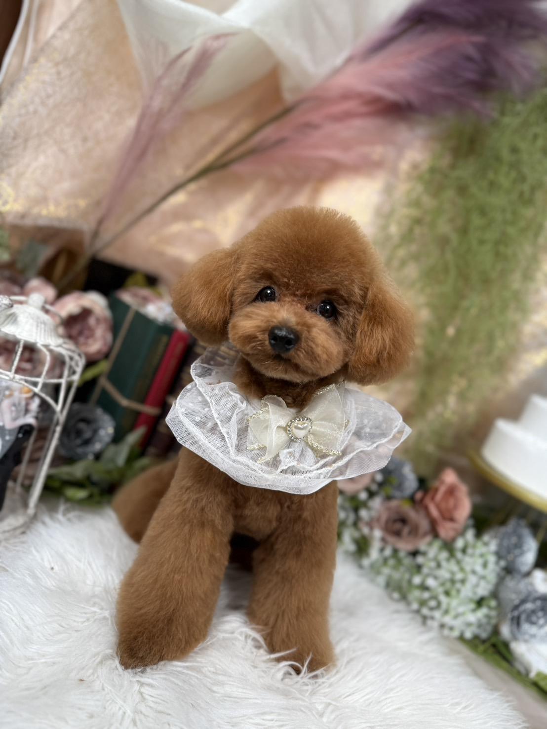 札幌　中央区　宮の森　トリミングサロン　ドッグサロンエムズワン　犬　トイプードル　トイプ―　ピーナッツカット　仔犬　カット　トリミング　Dog Salon M's-0ne