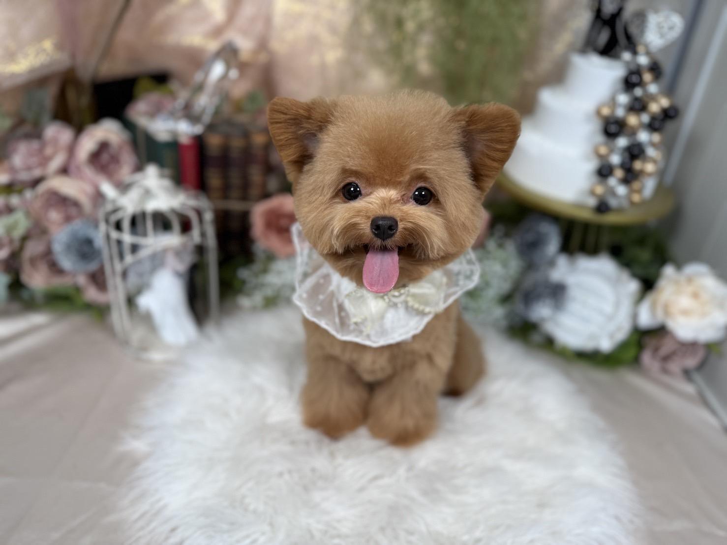 札幌　中央区　宮の森　トリミングサロン　ドッグサロンエムズワン　犬　MIX犬　ポメプー　くまカット　ポメラニアン　トイプー　カット　Dog Salon M's-0ne