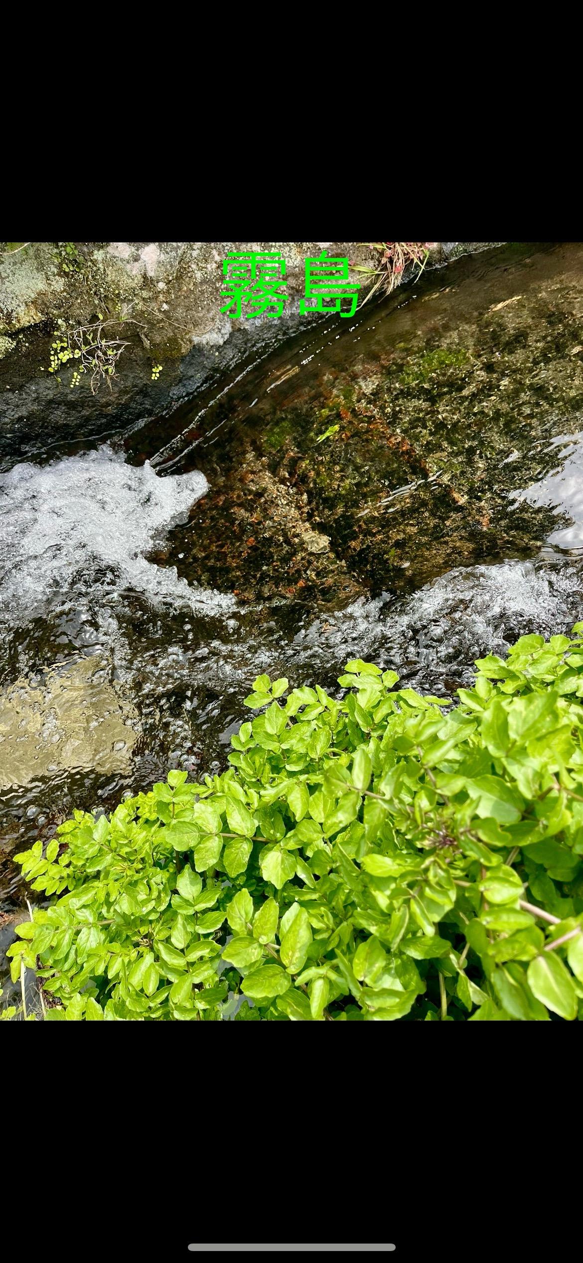 くろ★プロフ必読★ヒノヒカリ 霧島の水で育った宮崎県小林市白米8kg袋箱込 くろ☆プロフ必読☆ヒノヒカリ 霧島の水で育った宮崎県小林市白米8kg袋