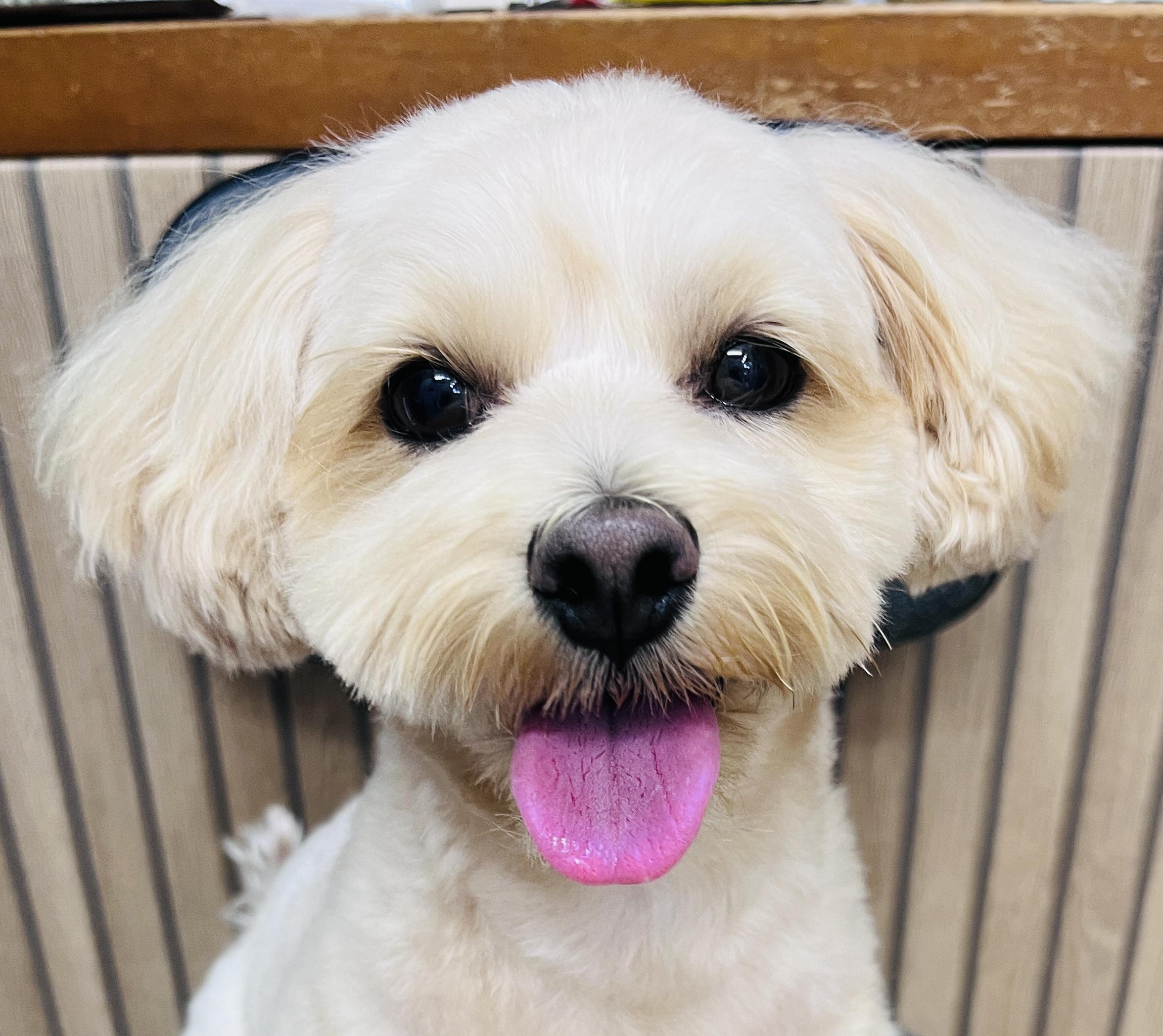 ポメラニアントラ