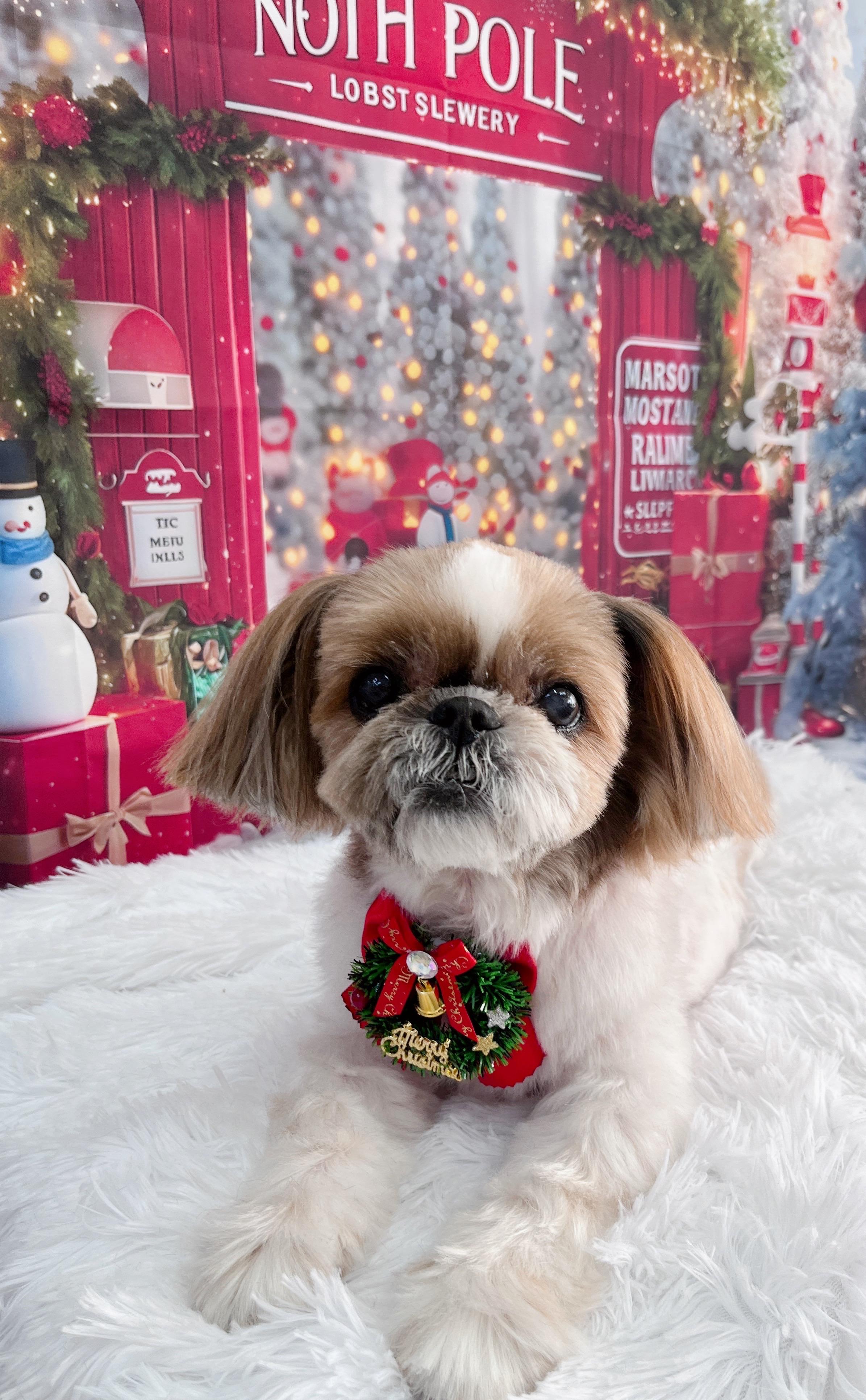 ポメラニアンショードッグ