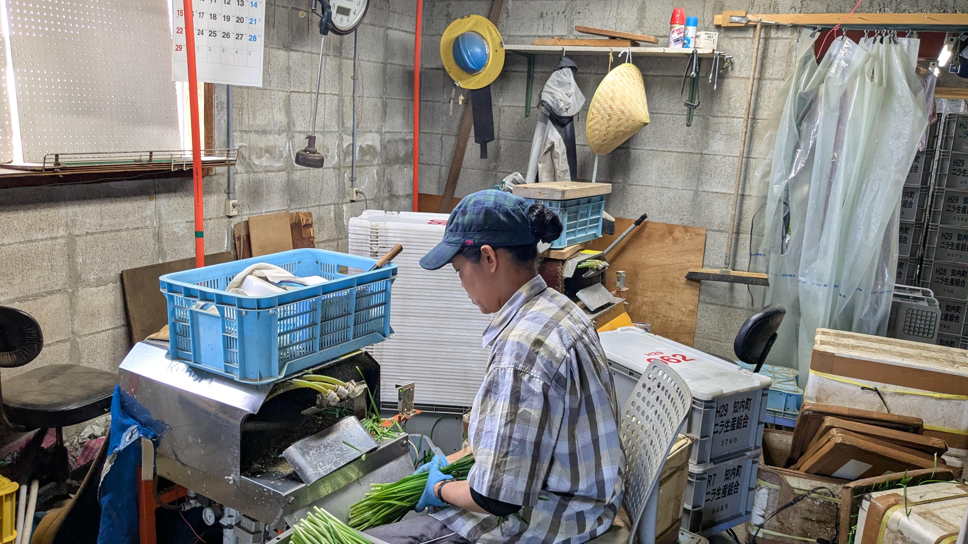 知内　ニラ　㈱のぐち農園　北海道　北の華　明治　新規就農　求人　野口　農業　就農