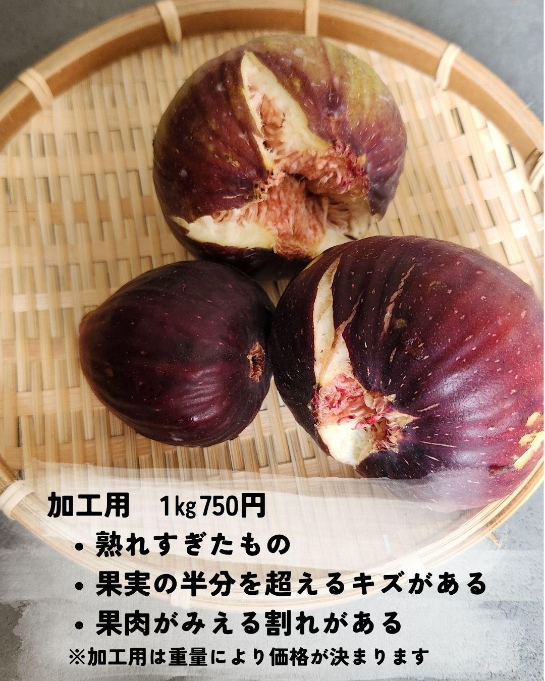 加工用の桝井ドーフィン