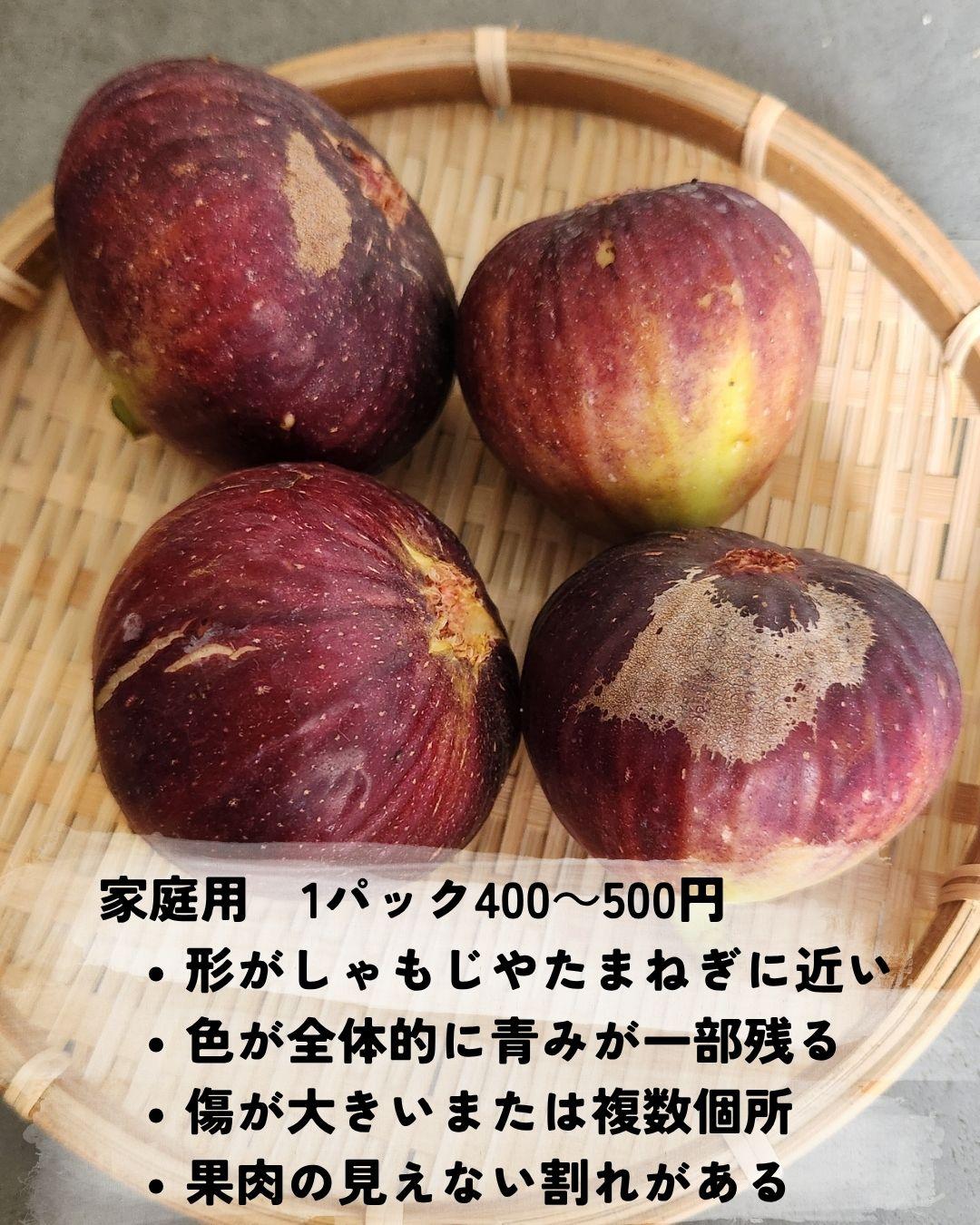 家庭用の桝井ドーフィン