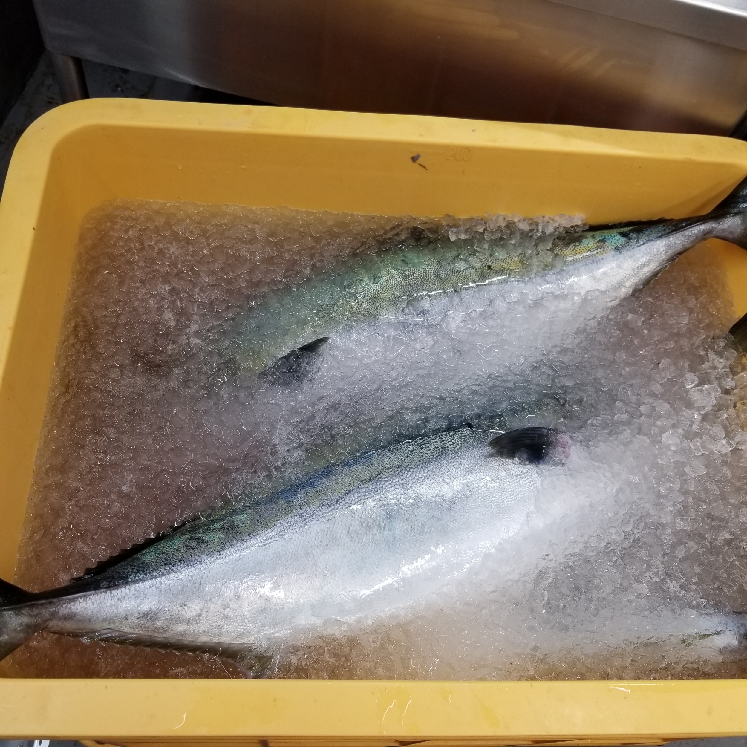 鮮ブリ滅菌冷やしこみ