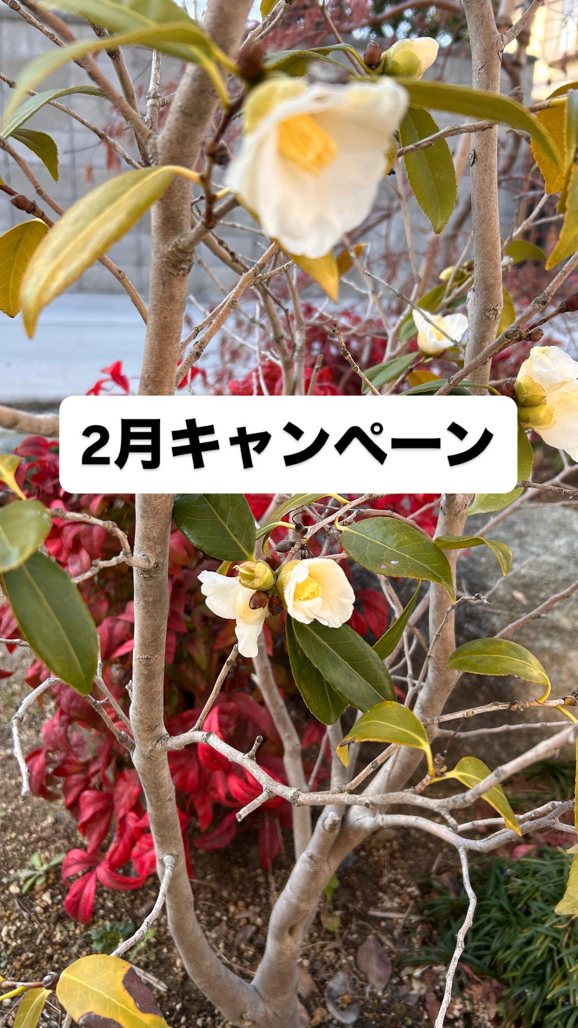 キャンペーン商品の商品画像