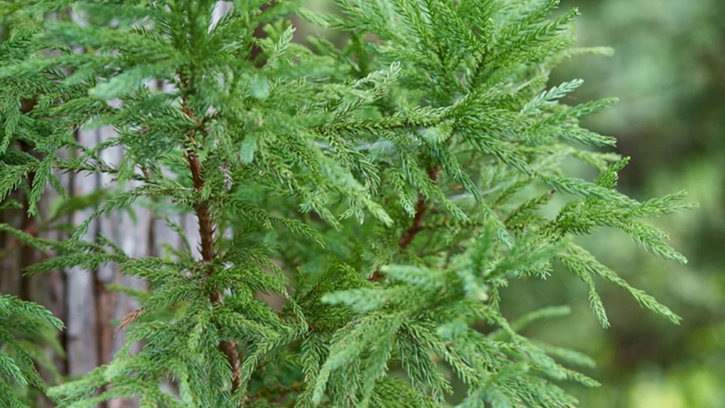 原料となる杉枝葉のイメージ