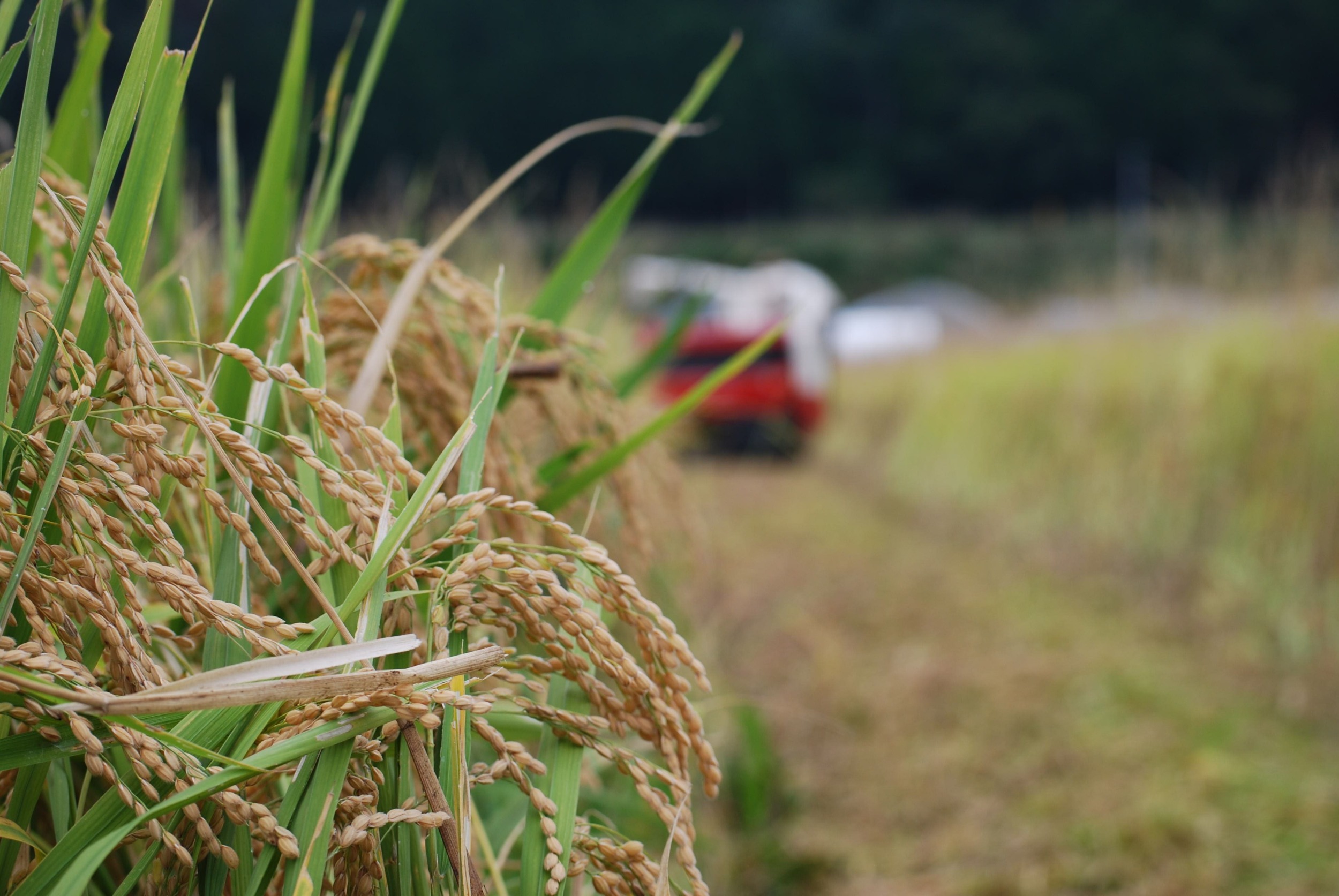 水稲の生育風景（収量・品質向上を目的とした栽培）