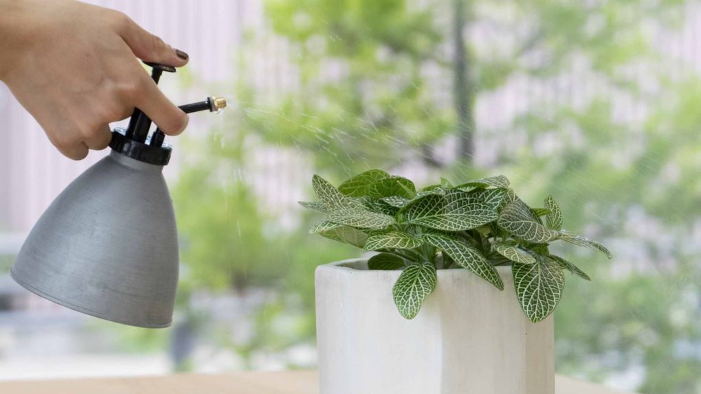 観葉植物に葉面散布する使用イメージ