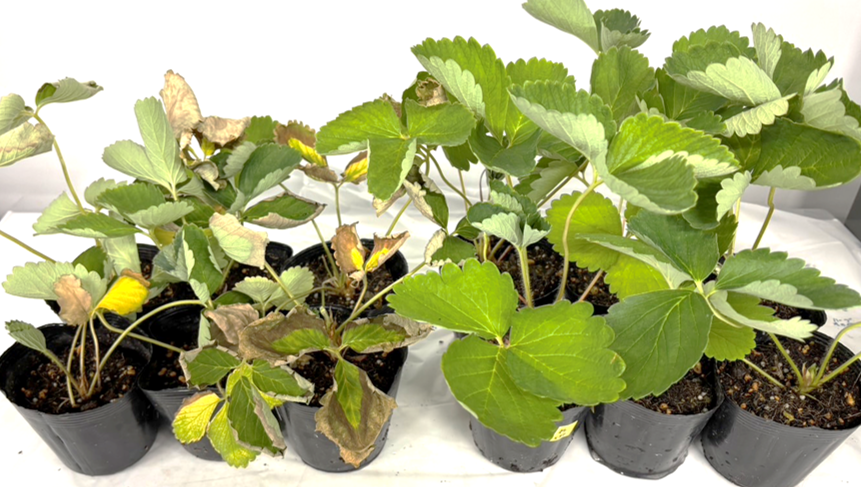 杉山水使用苗と無使用苗の生育比較